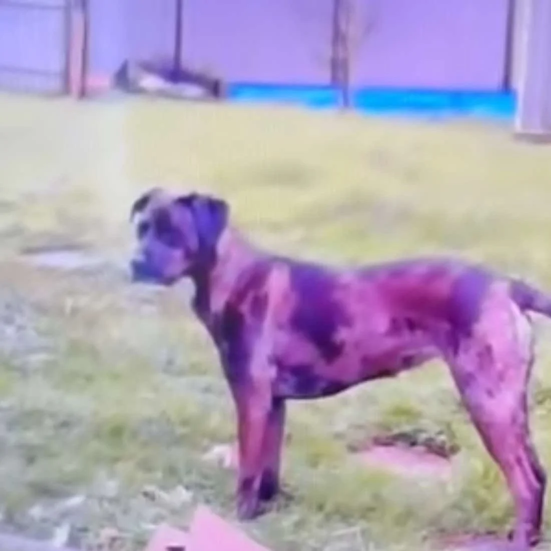 A brindle-colored dog is lying on the grass in an outdoor area, possibly a yard, with a building or structure in the background.