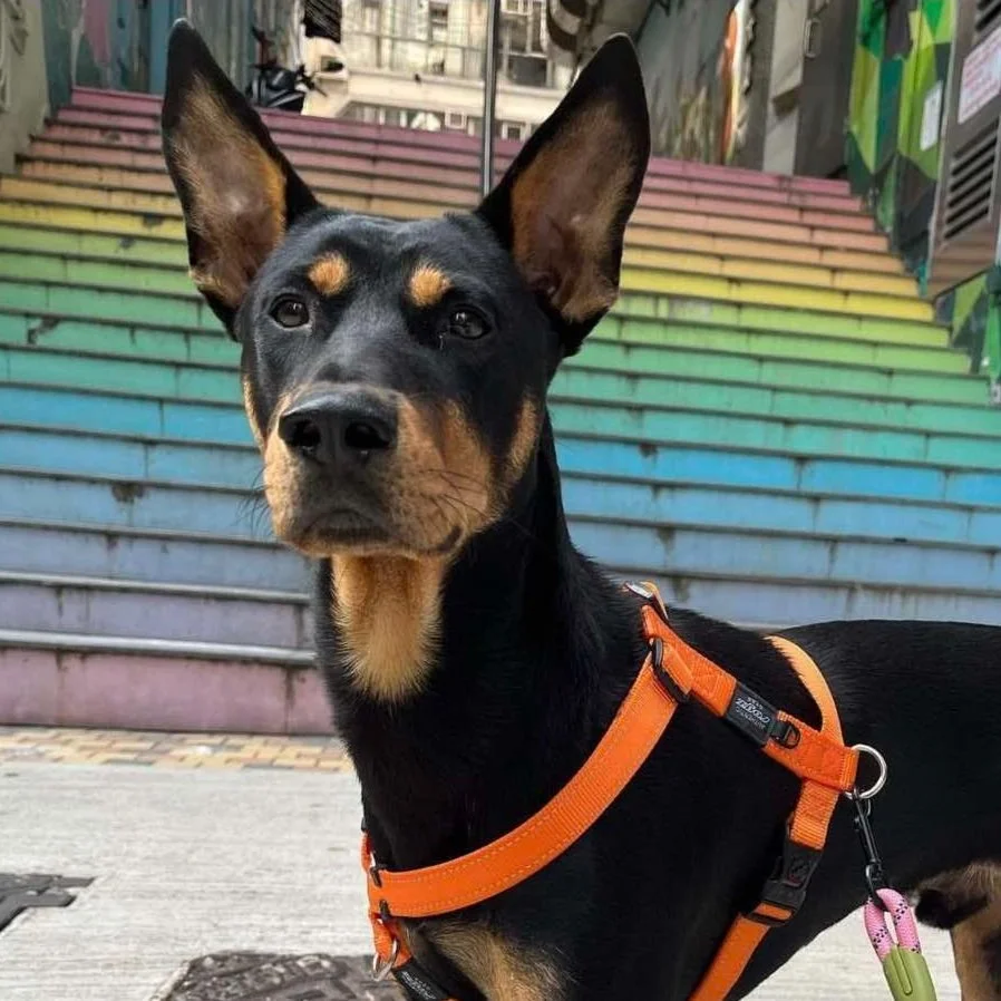 A black and tan dog, possibly a Doberman or similar breed, standing in front of colorful rainbow stairs, wearing an orange harness and pink leash.