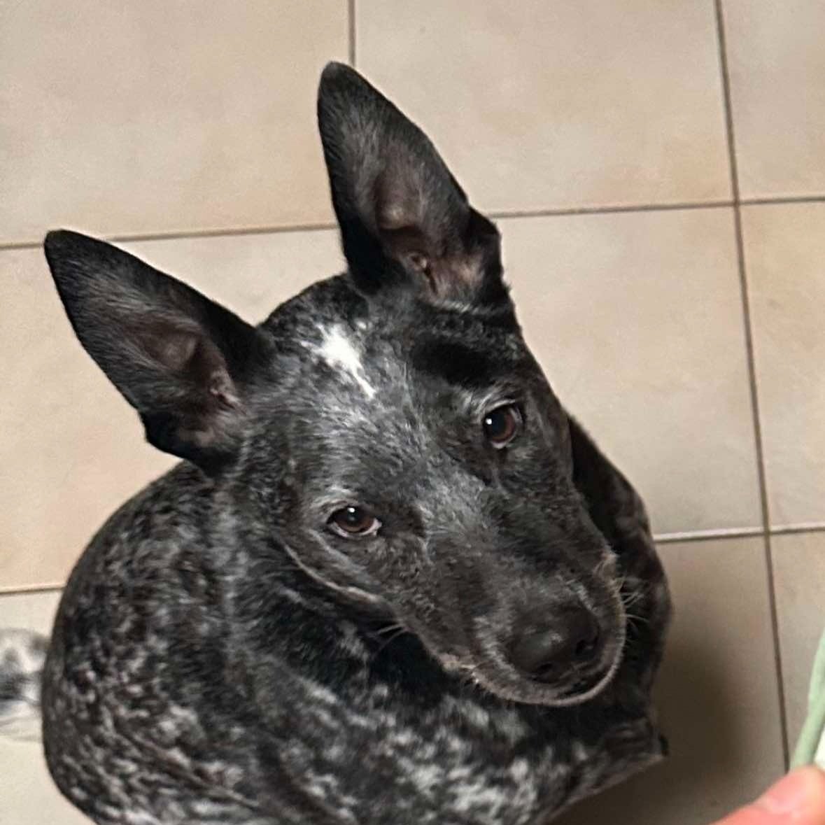 A black and gray speckled dog with large ears looking up at the camera, sitting on a tiled floor.