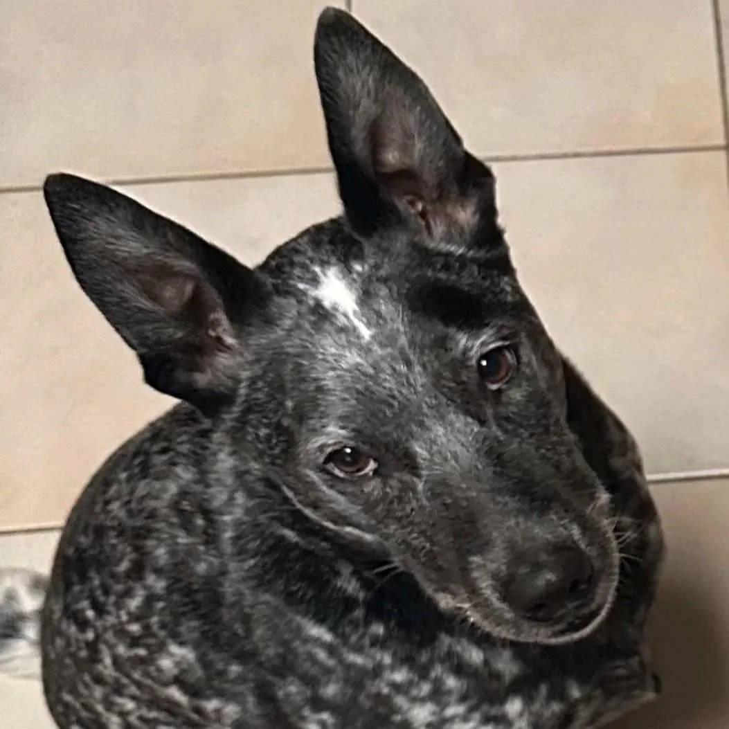 A black and gray speckled dog with large ears looking up at the camera, sitting on a tiled floor.