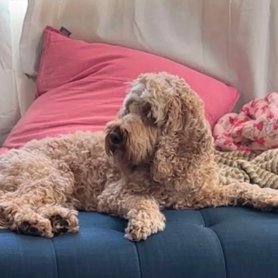 A beige curly-haired dog resting on a navy blue couch with pink pillows in a room with cream curtains and a floral blanket, and a patterned rug in front.