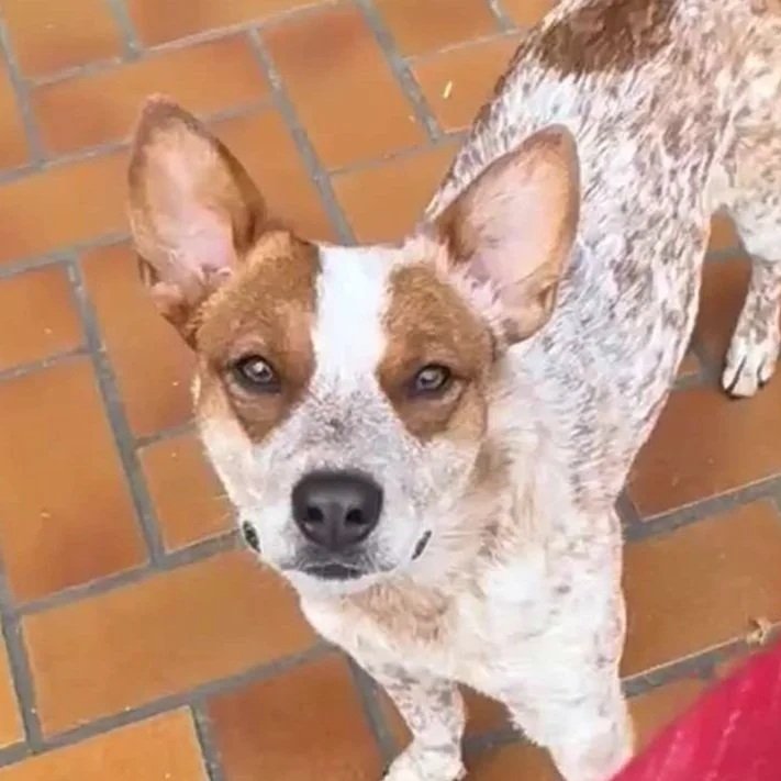 Small dog with a white coat and brown markings, standing on a tiled floor, looking up at the camera.