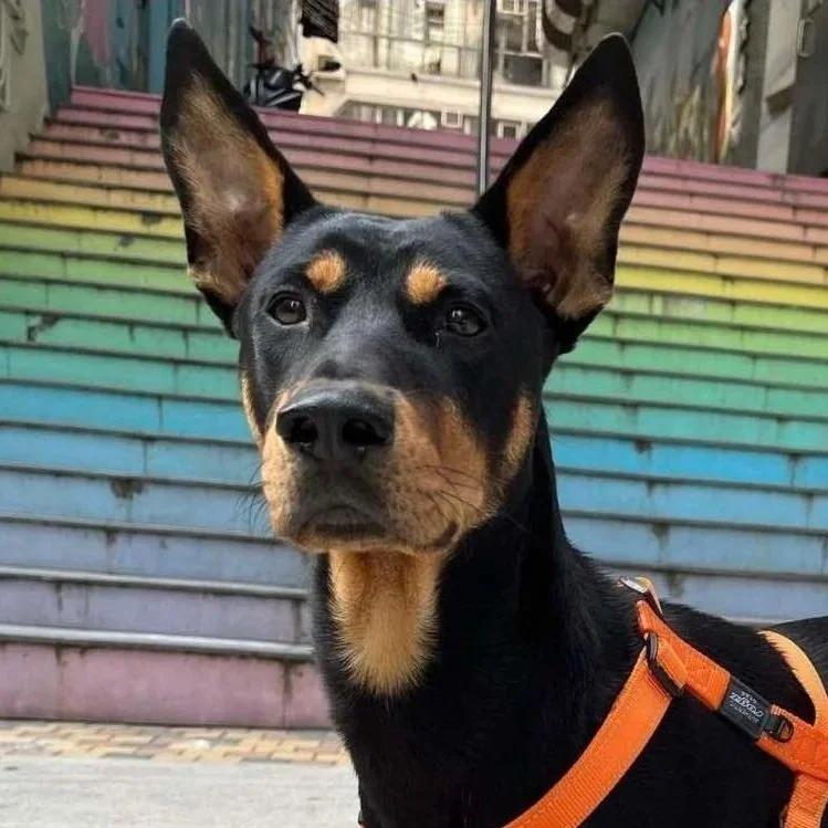 A black and tan dog, possibly a Doberman or similar breed, standing in front of colorful rainbow stairs, wearing an orange harness