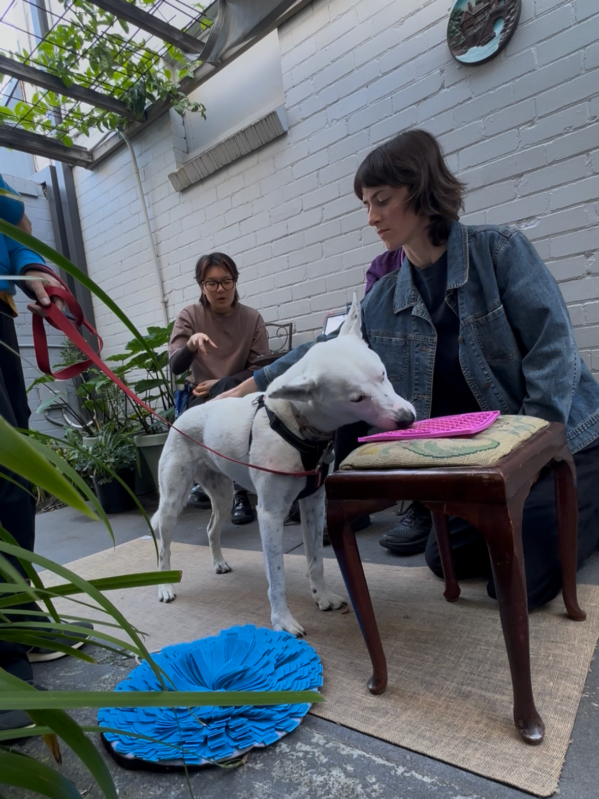 A woman in a denim jacket sitting on a small chair, with a white dog pressing its head on her lap, resting on a pink object on a stool. In the background, a woman with glasses is sitting and talking, surrounded by plants in pots, on a patio with white brick walls.