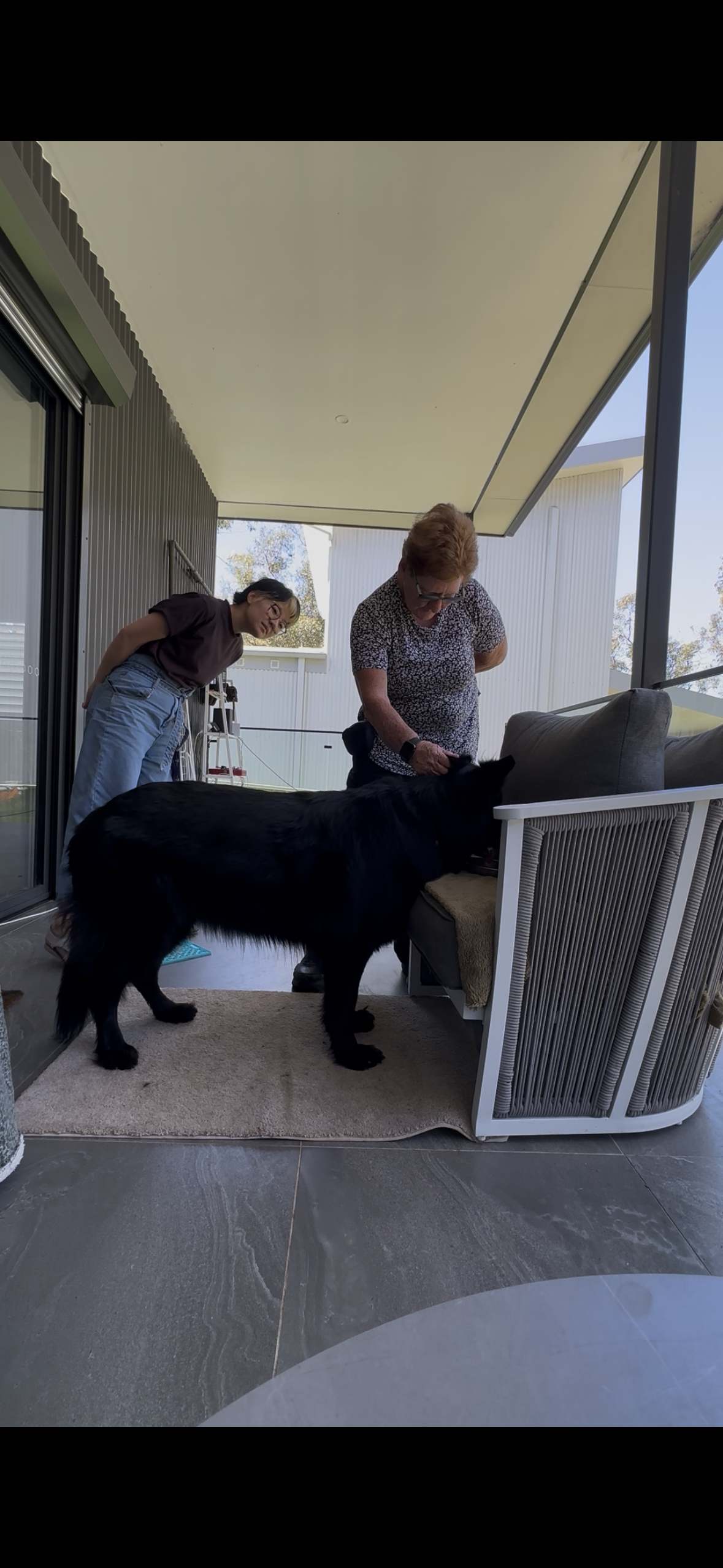 Dog co-operative care 