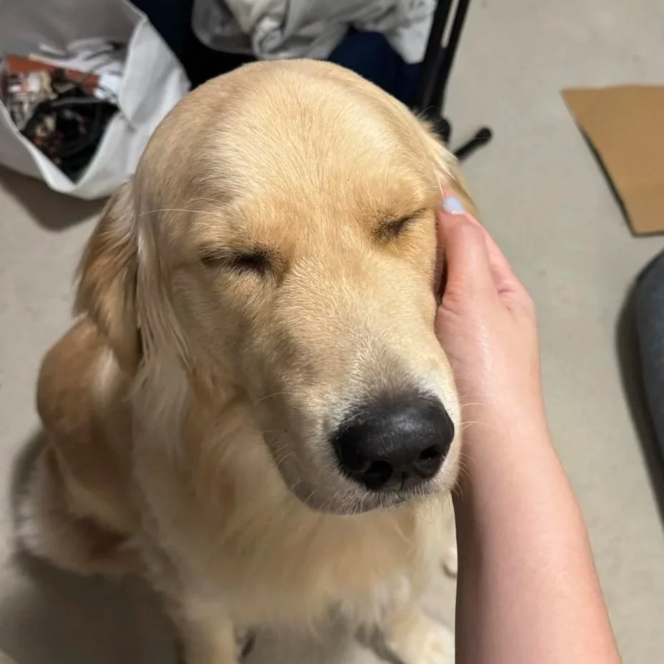 Golden retriever with closed eyes being petted on the head inside a room.
