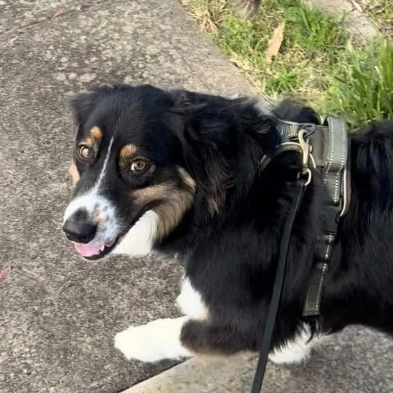 A black, white, and tan Australian Shepherd dog standing on a sidewalk with a harness, looking upward with a happy expression.