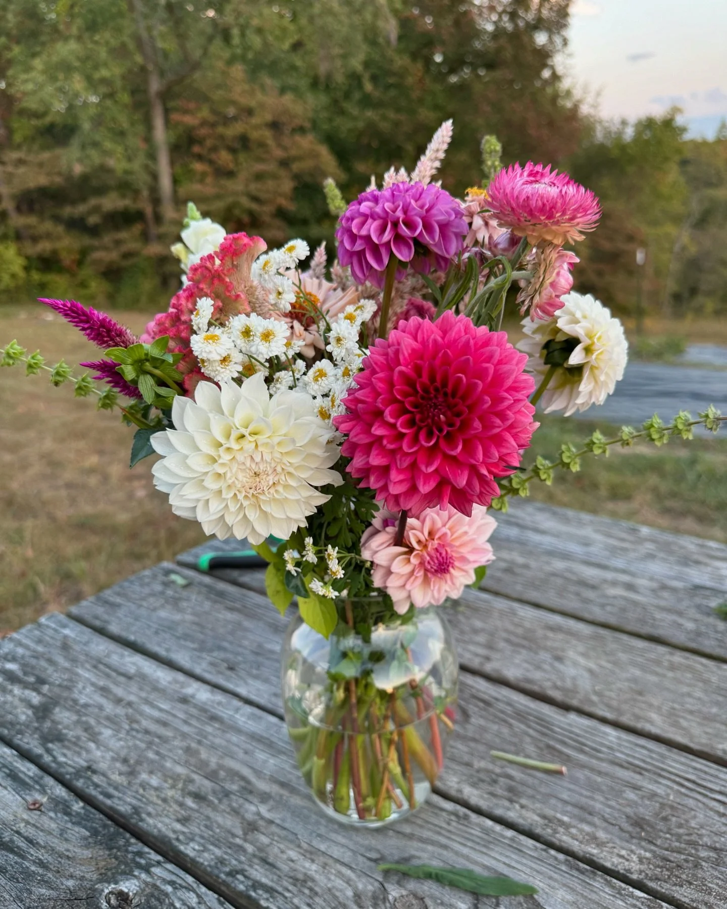 Flower season is winding down here at the farm and now we start prepping for next year 💐 if you want any of our gorgeous blooms (especially dahlias) I encourage you to grab them while you can before the first frost hits 🩷