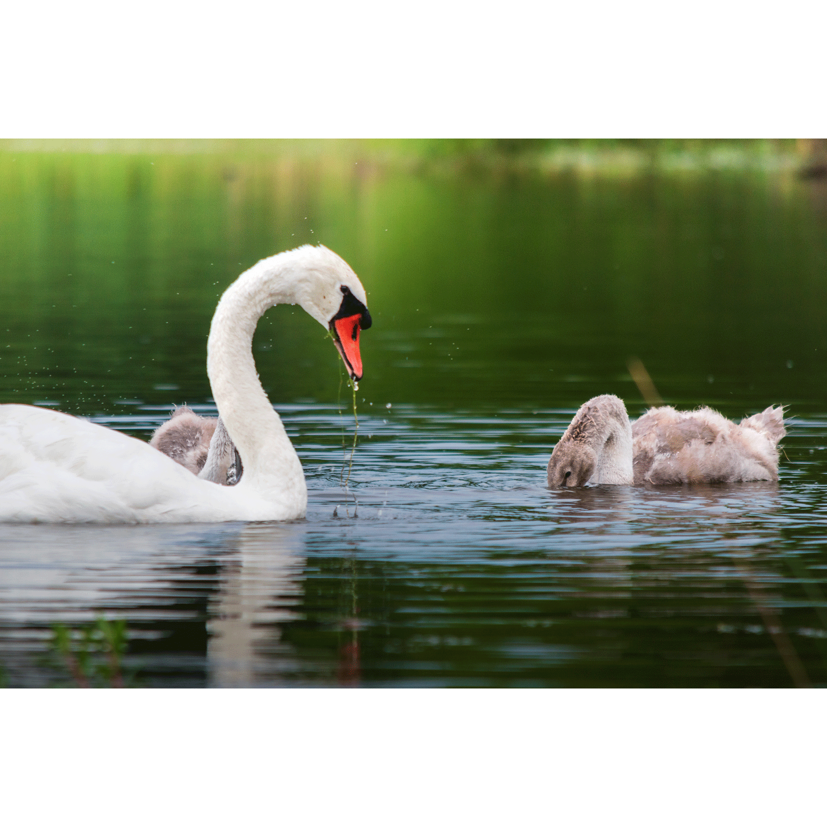 Swans #003