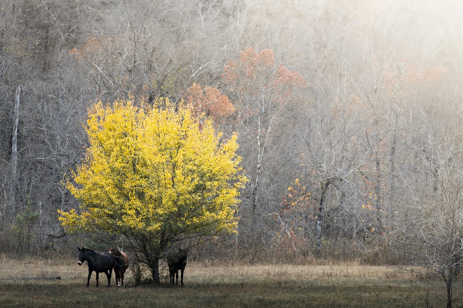 horses_filters_20201211.jpg