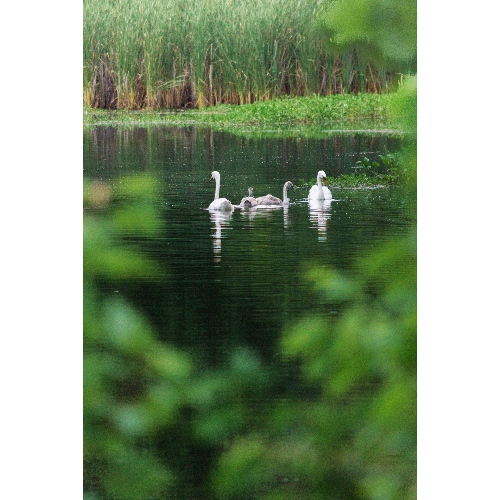 Swans #009
