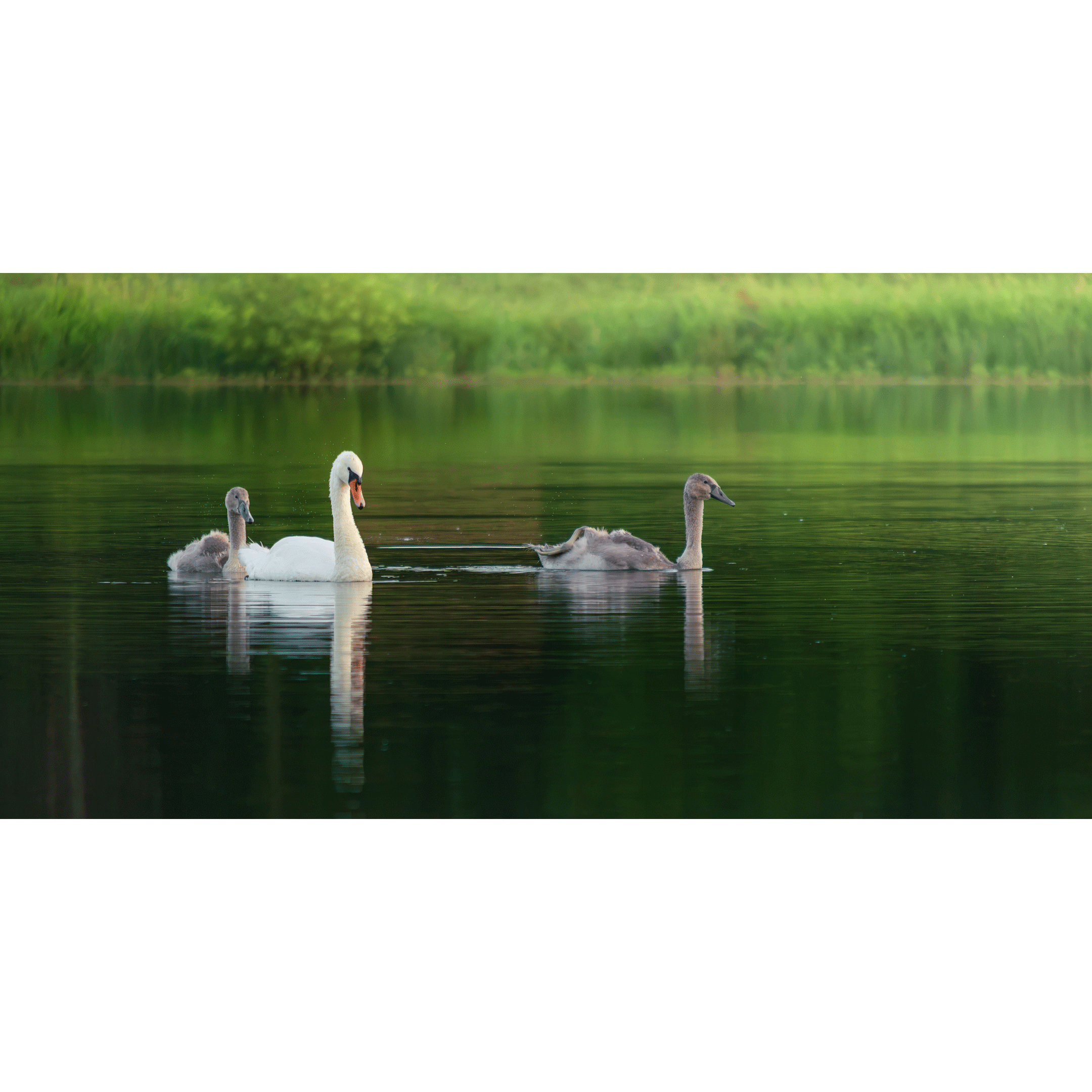 Swans #002