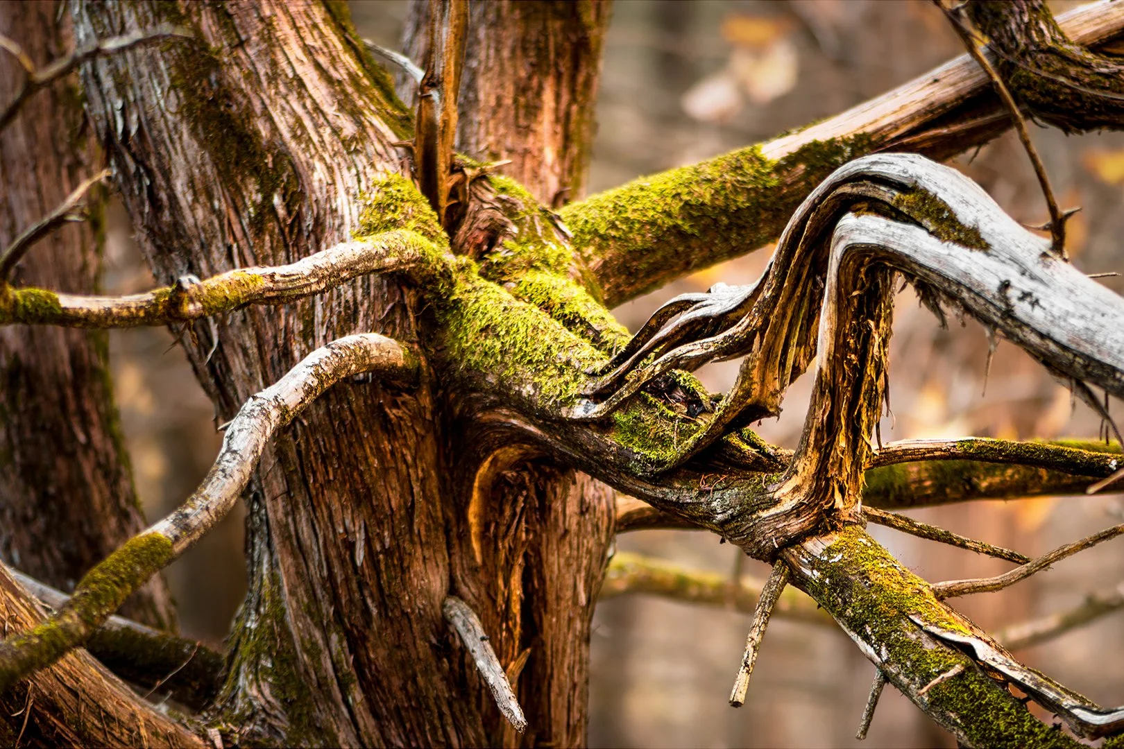 ganz-treefilters_20201225.jpg