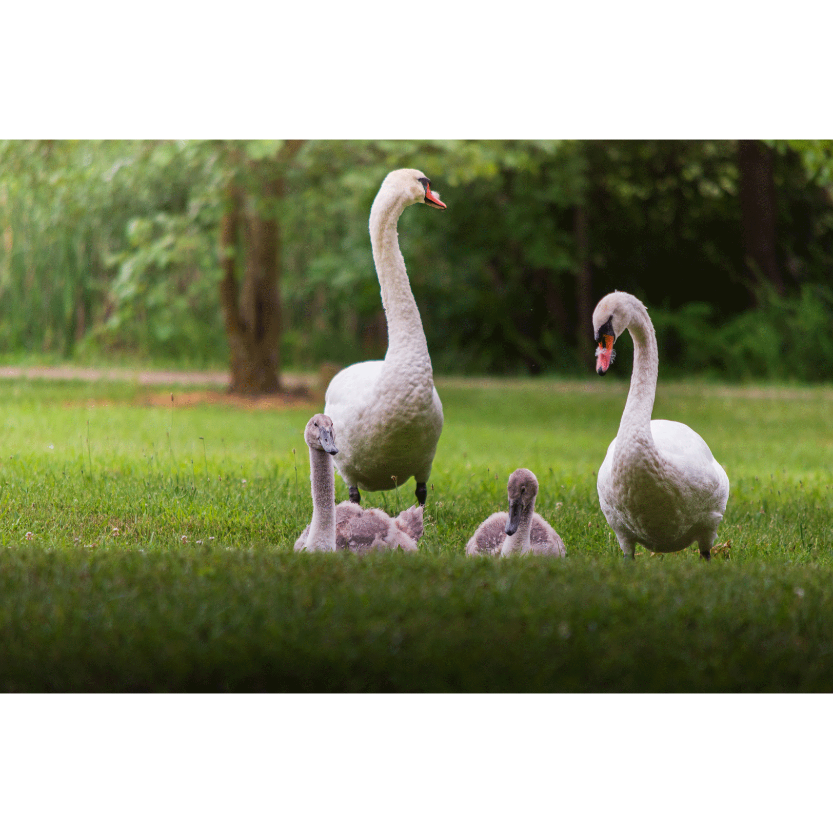 Swans #013