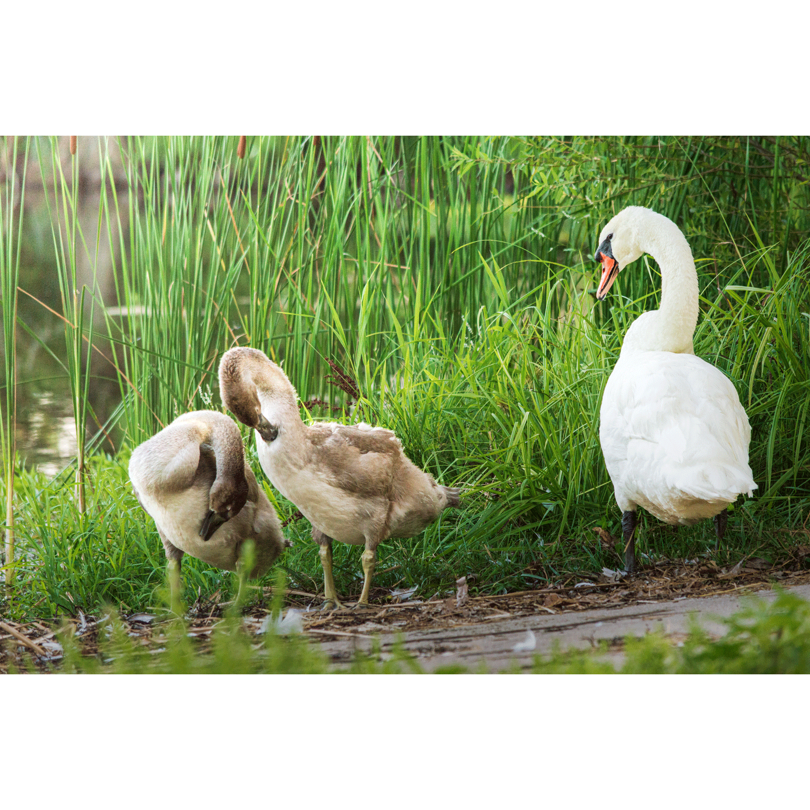 Swans #011