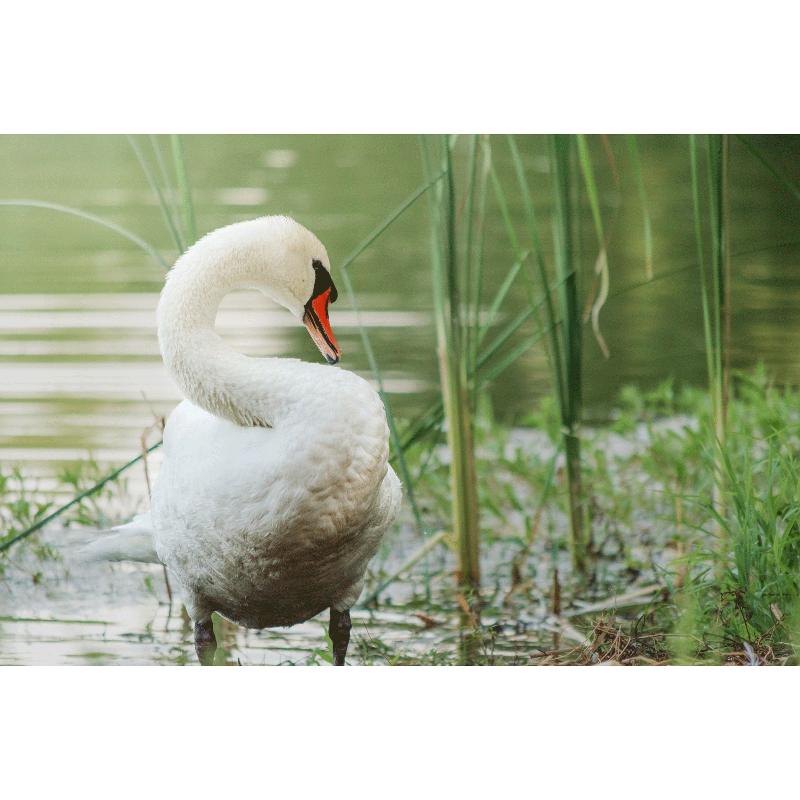 Swans #008