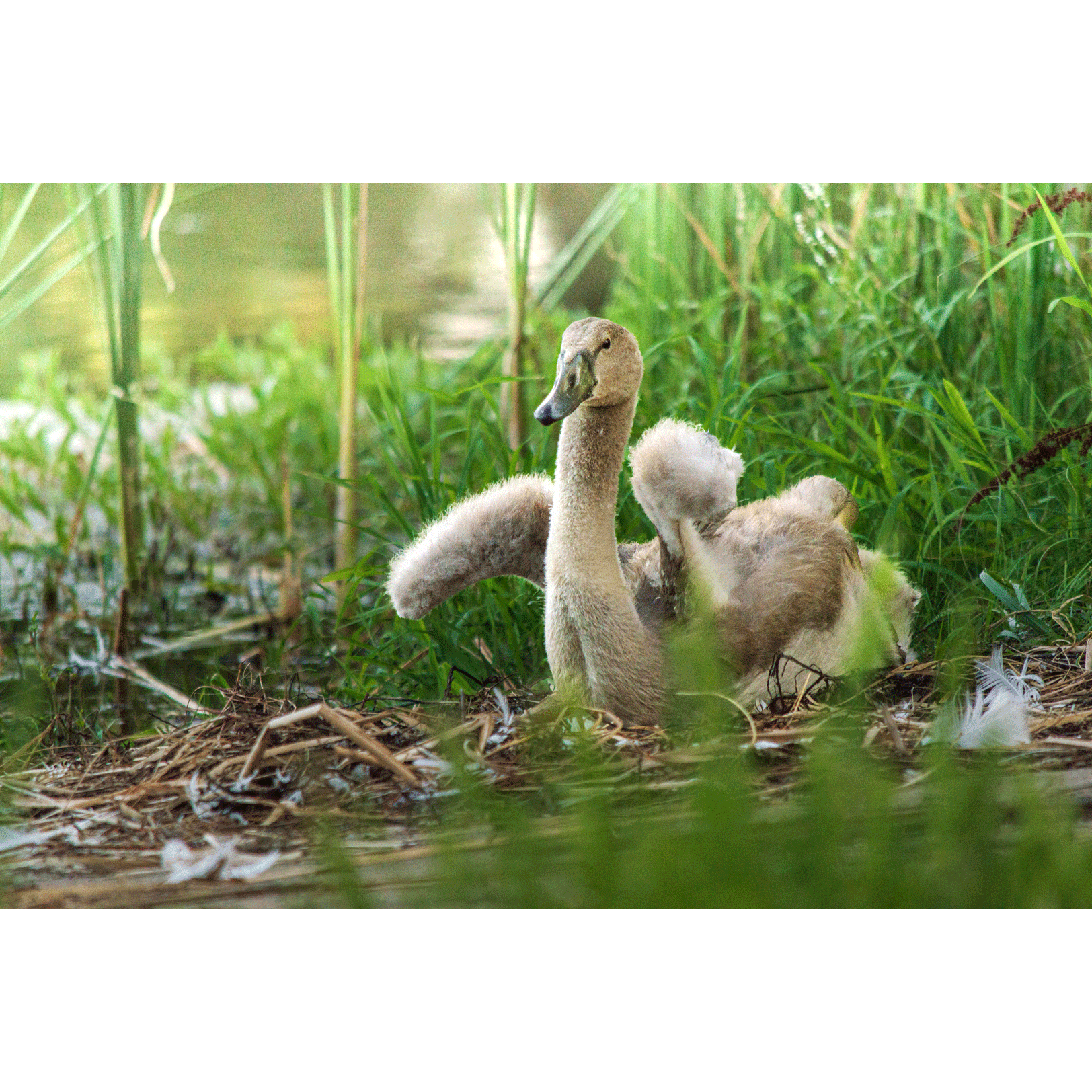 Swans #012