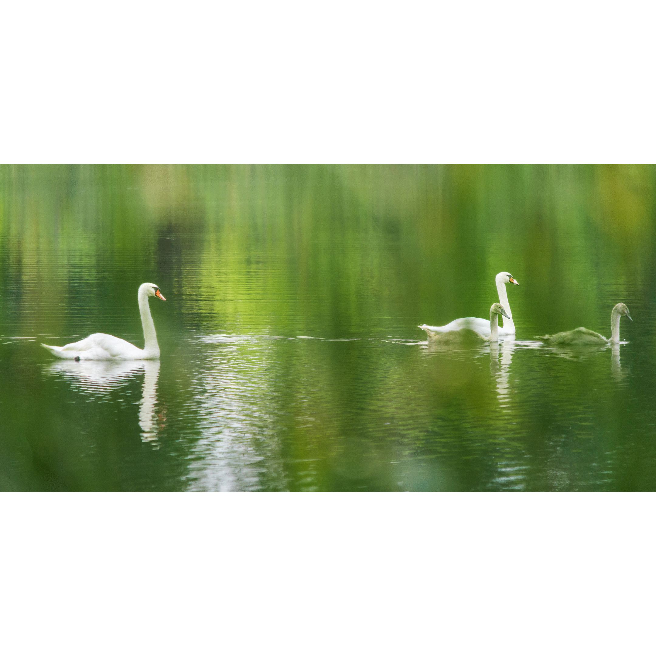 Swans #014
