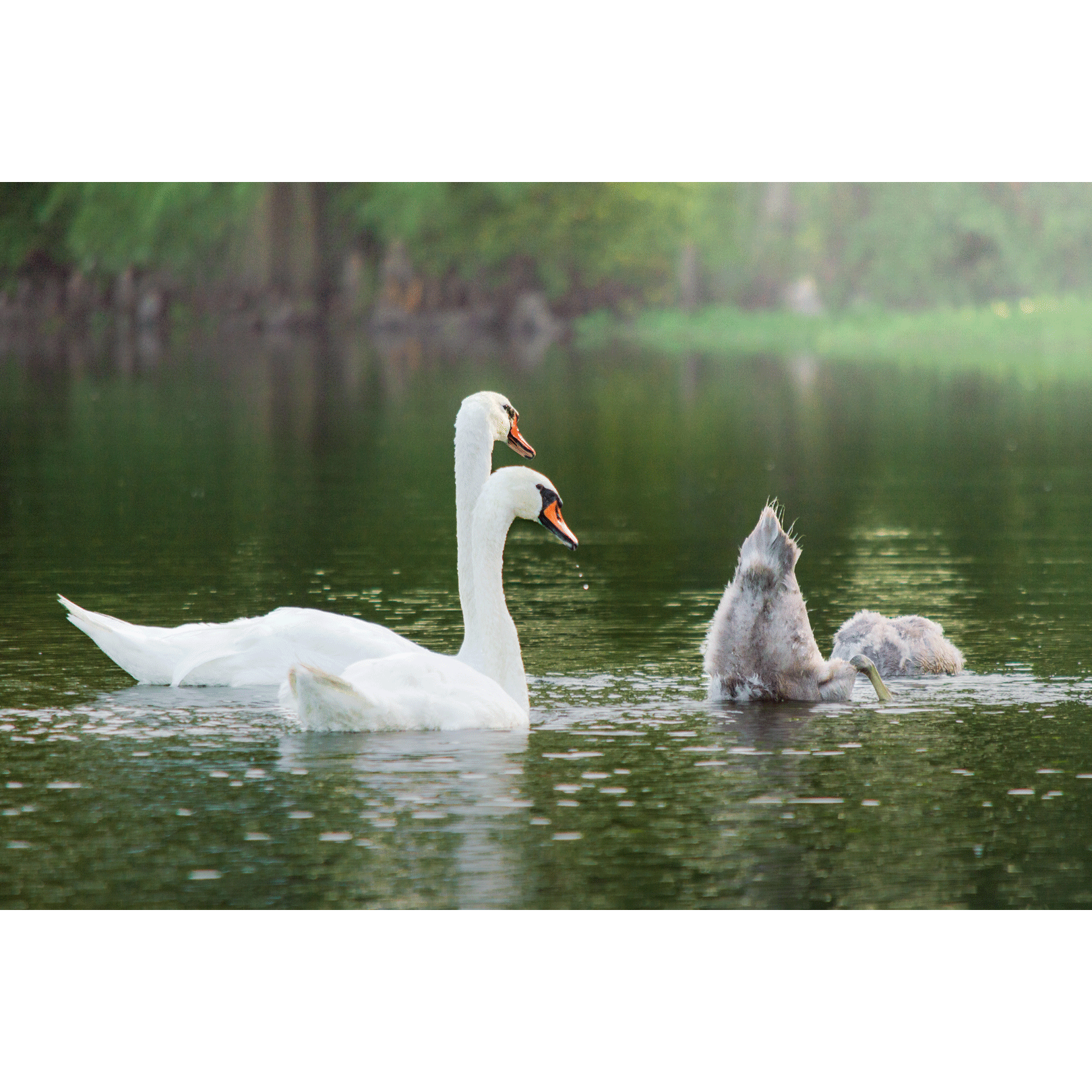 Swans #004