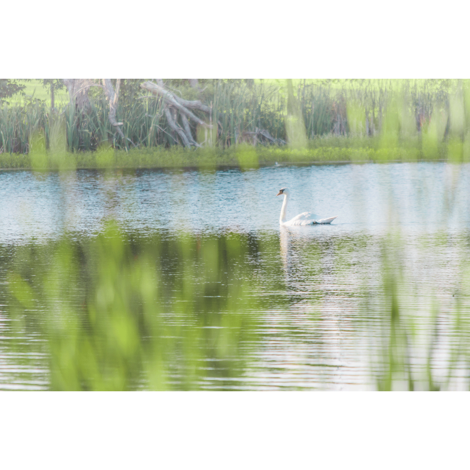 Swans #006