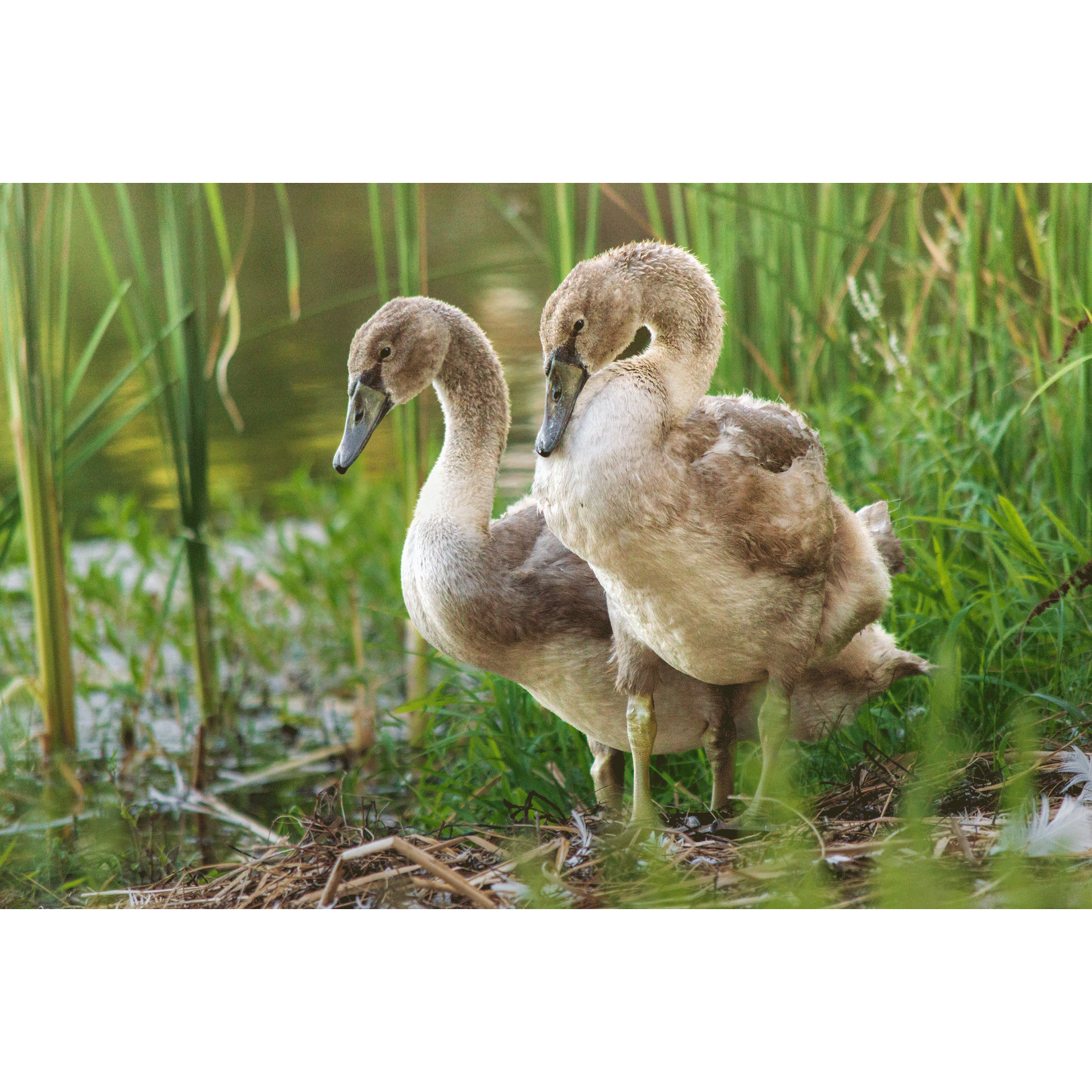 Swans #010