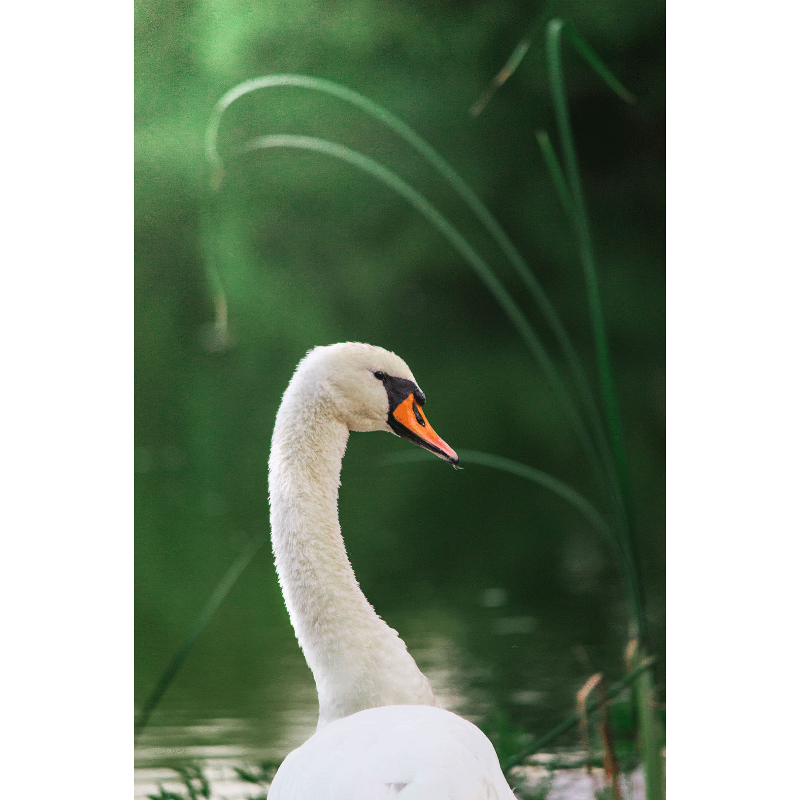 Swans #005