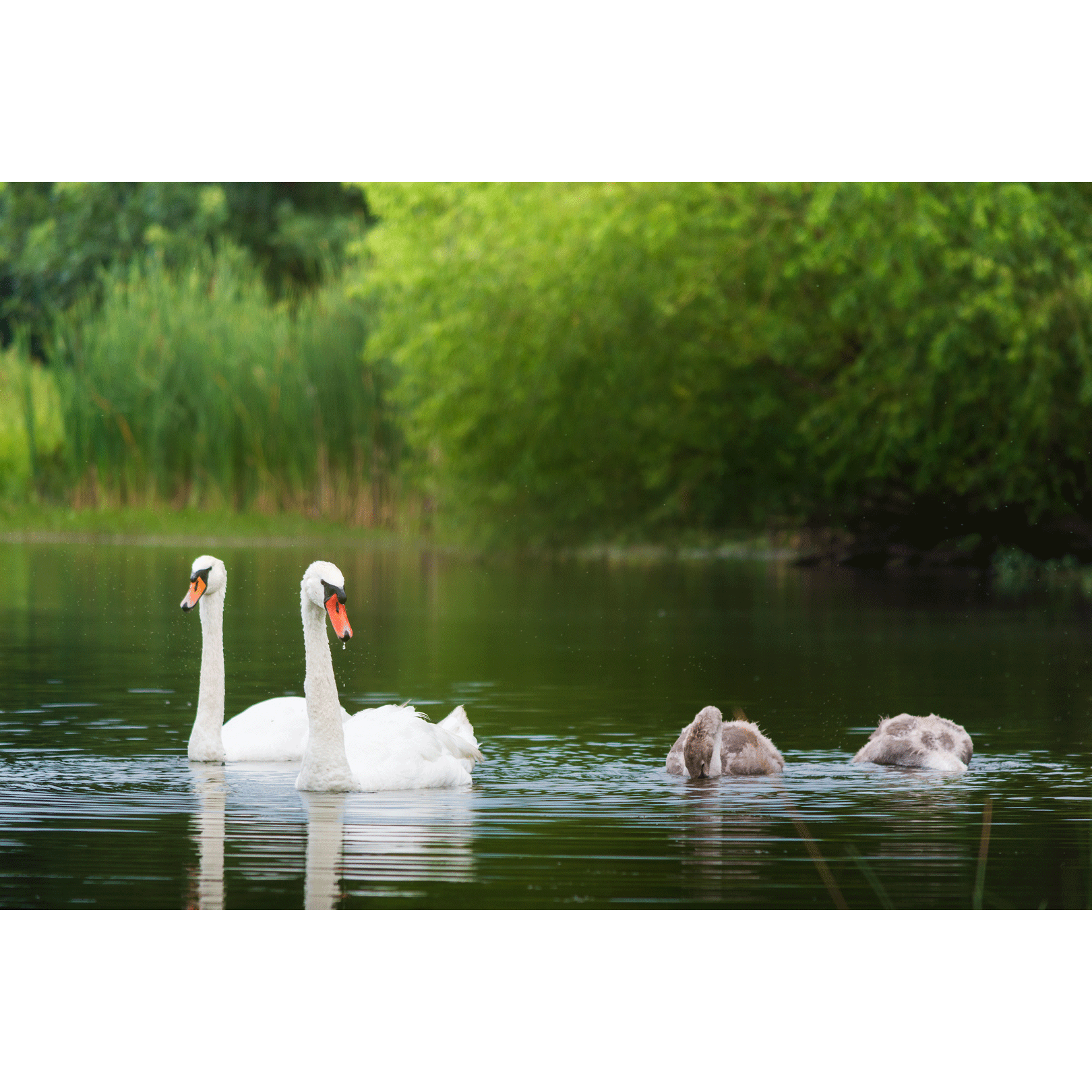 Swans #001