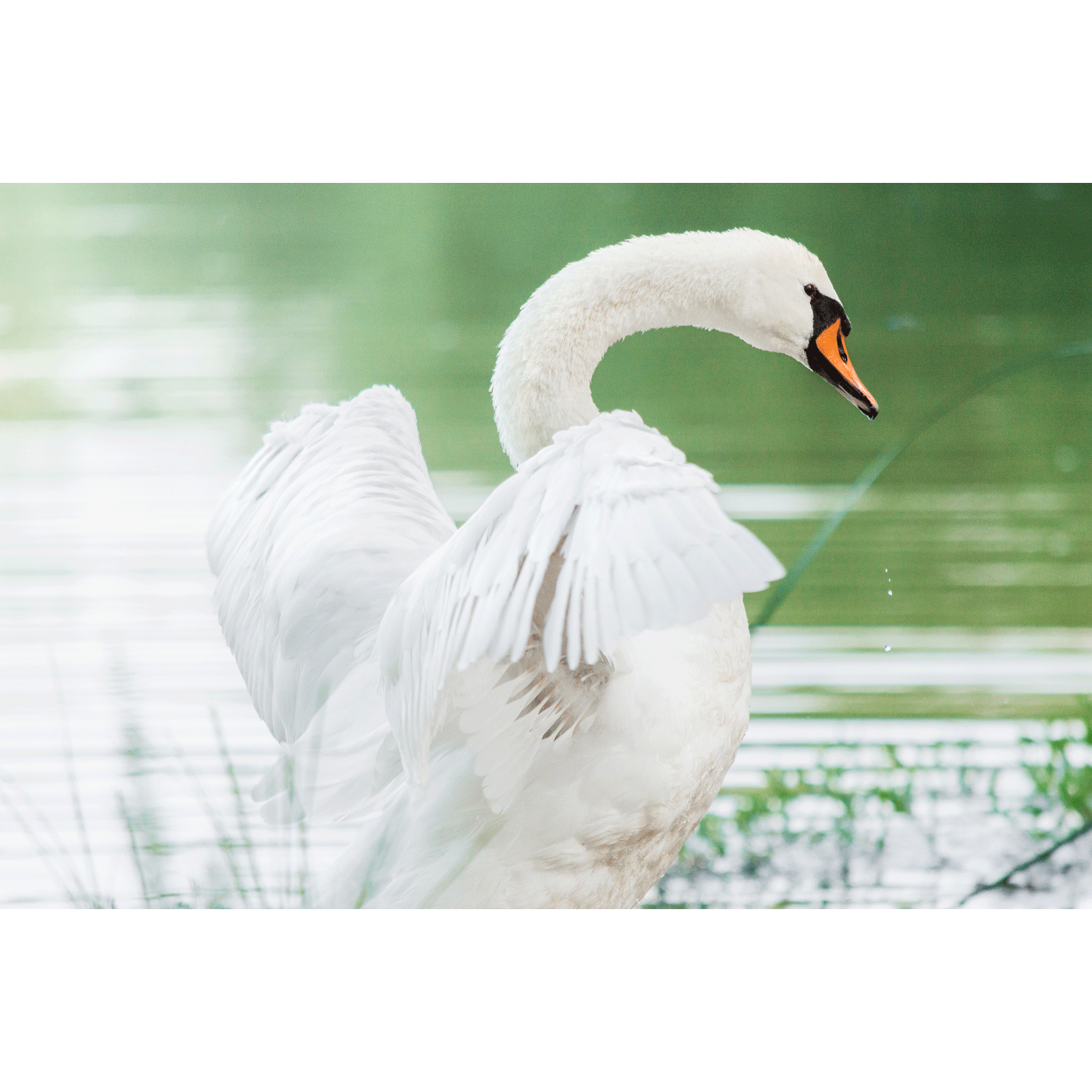 Swans #007