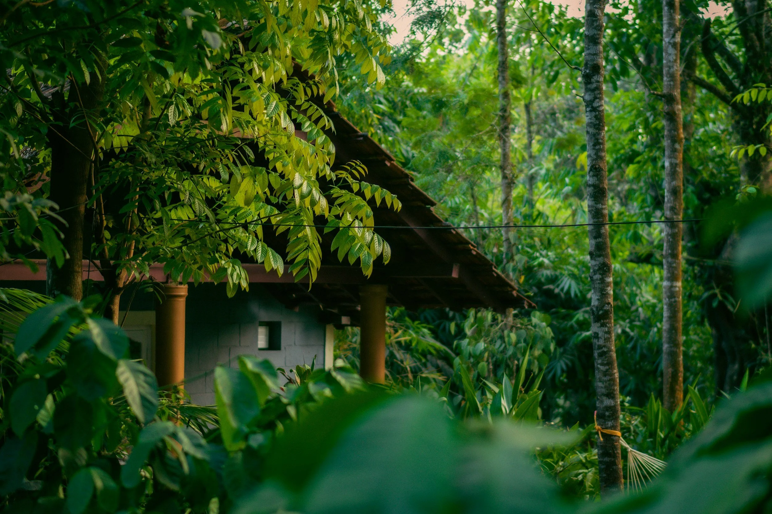 A lush green forest with tall trees and dense foliage, partially obscuring a small house with a tiled roof.