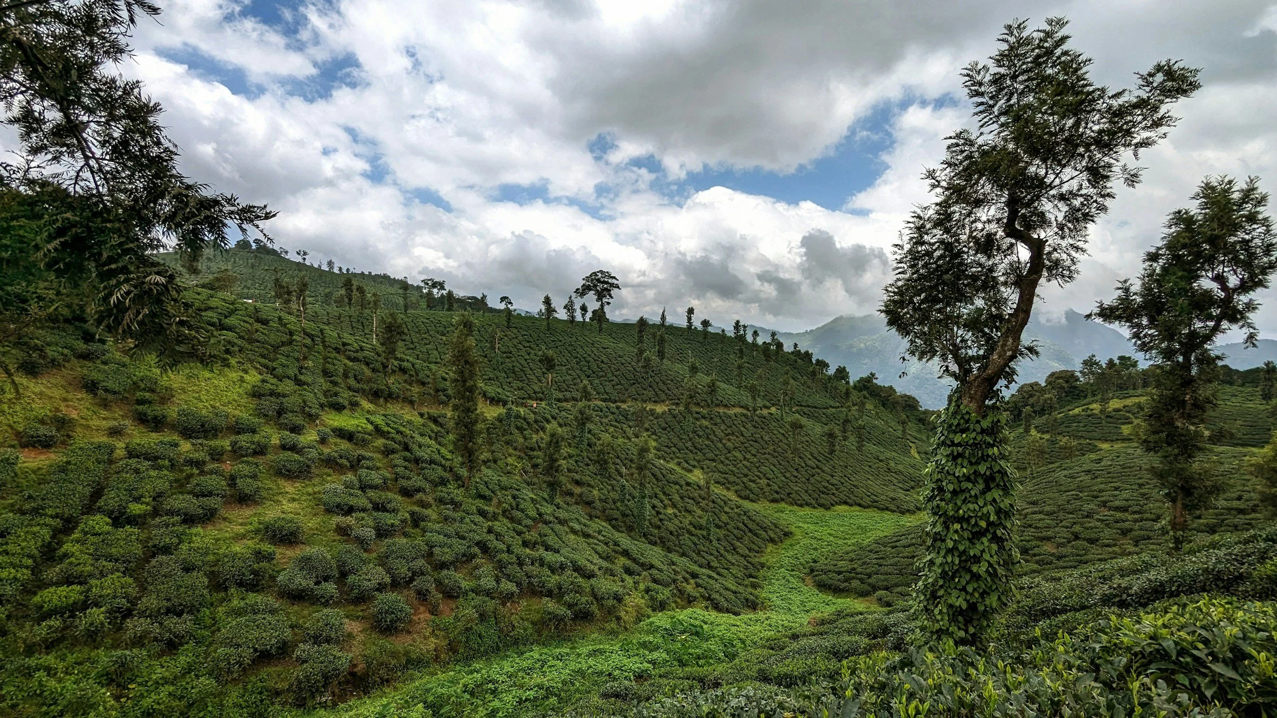 Coffee Plantations For Sale and Investment In India