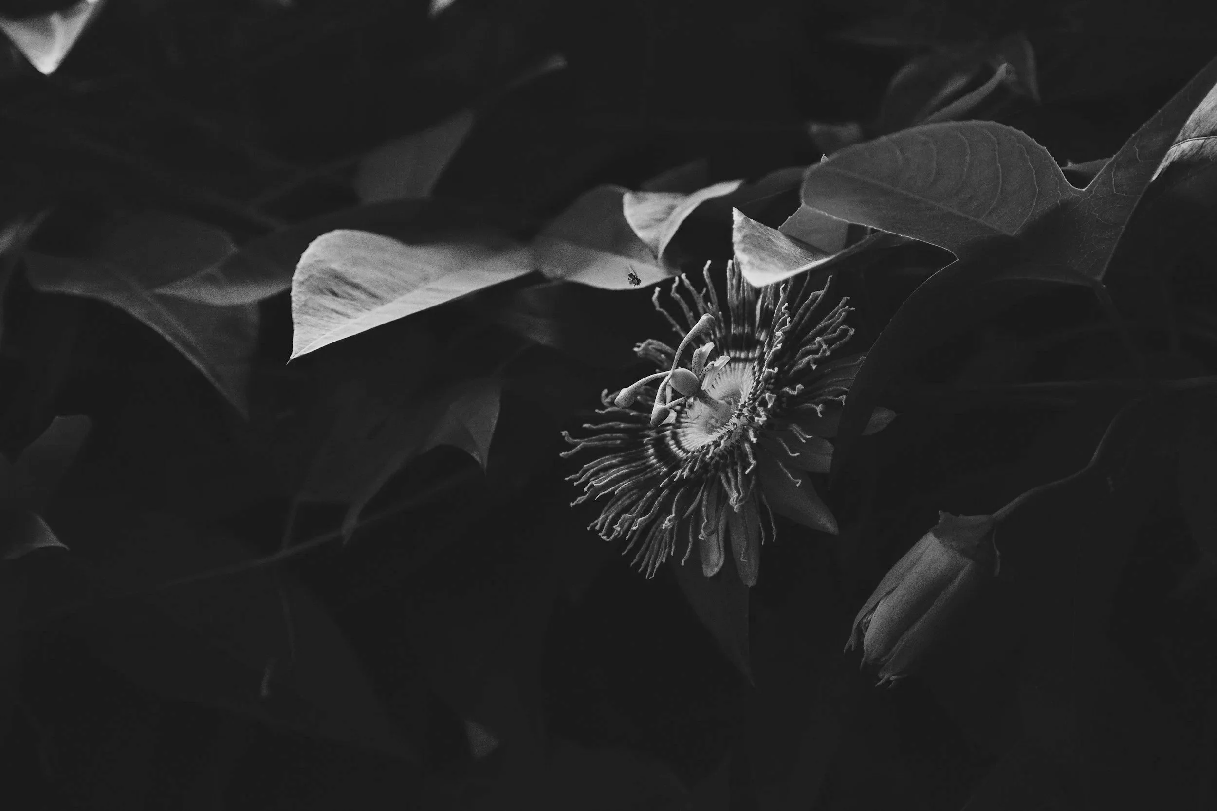 A black and white photo of a passionflower blooming among large leaves, with a small bee flying nearby.