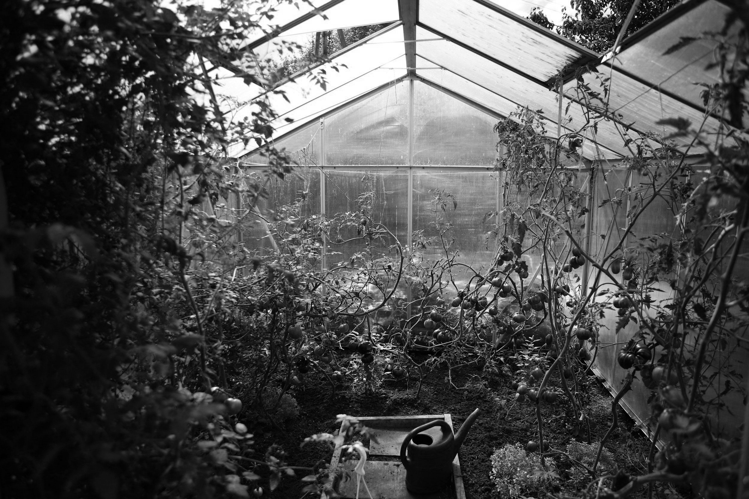 Capturing the Essence of Local Produce: A Blueprint for Starting a Food Business