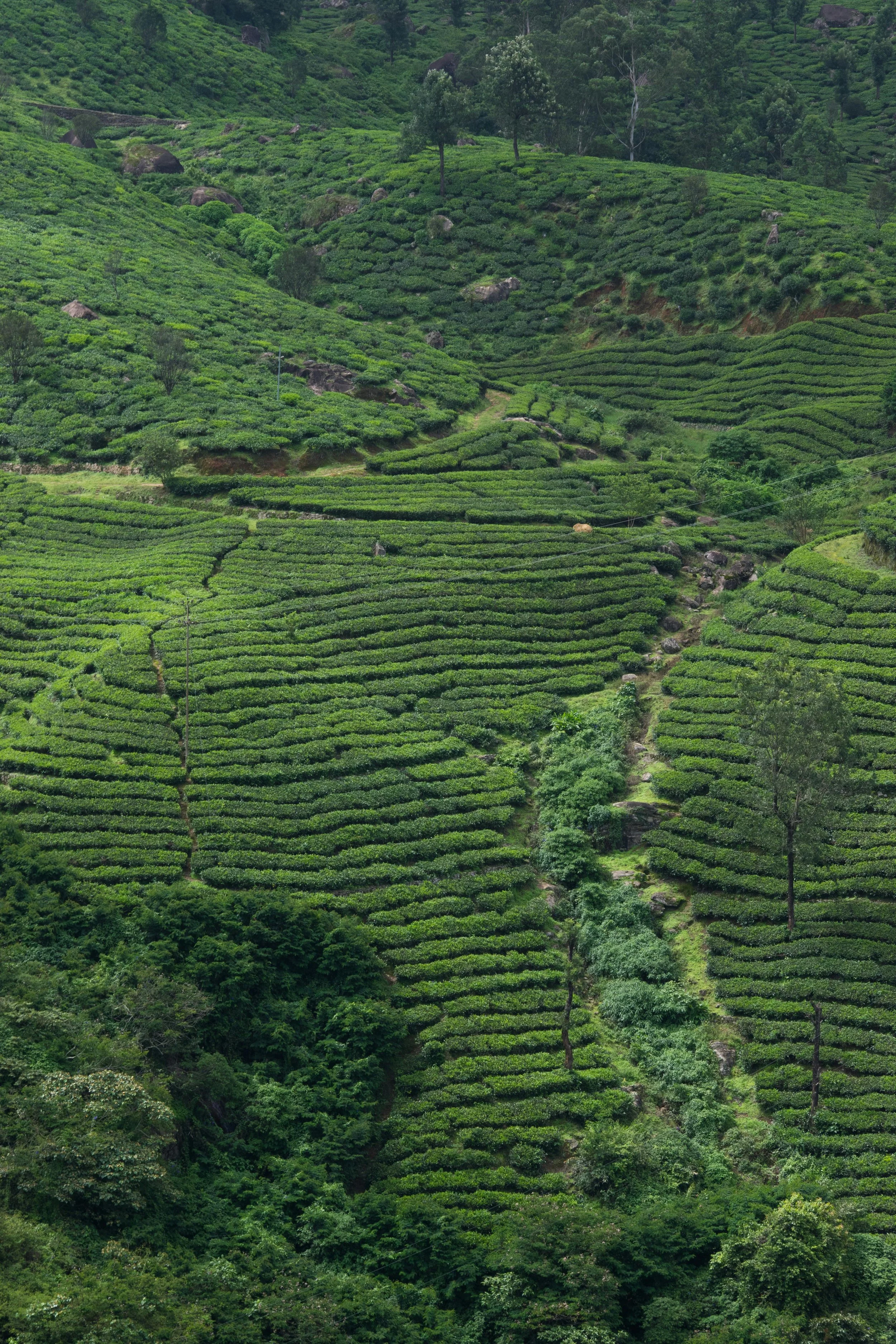 Lush green terraced hillside with rows of tea plants and scattered trees.