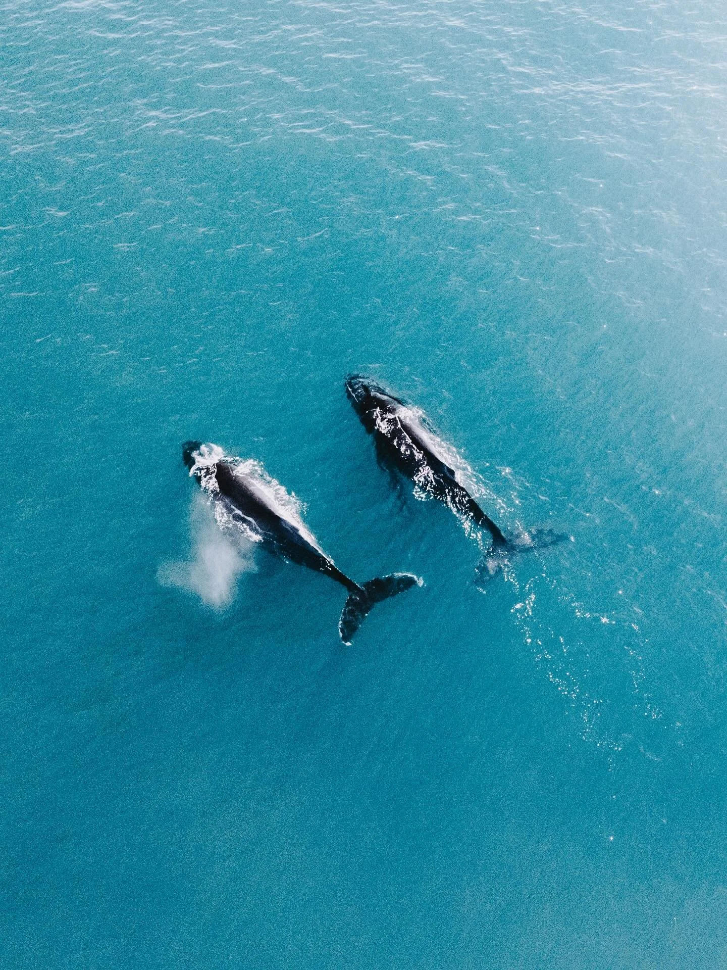 Postcards from K’Gari // Fraser Island π«ΆπΌ
A week on the west coast filled with the most gorgeous of moments and simple joys β¨ We spent time beach launching the tinnies, exploring the coastline and little islands, had so many beautiful wildli
