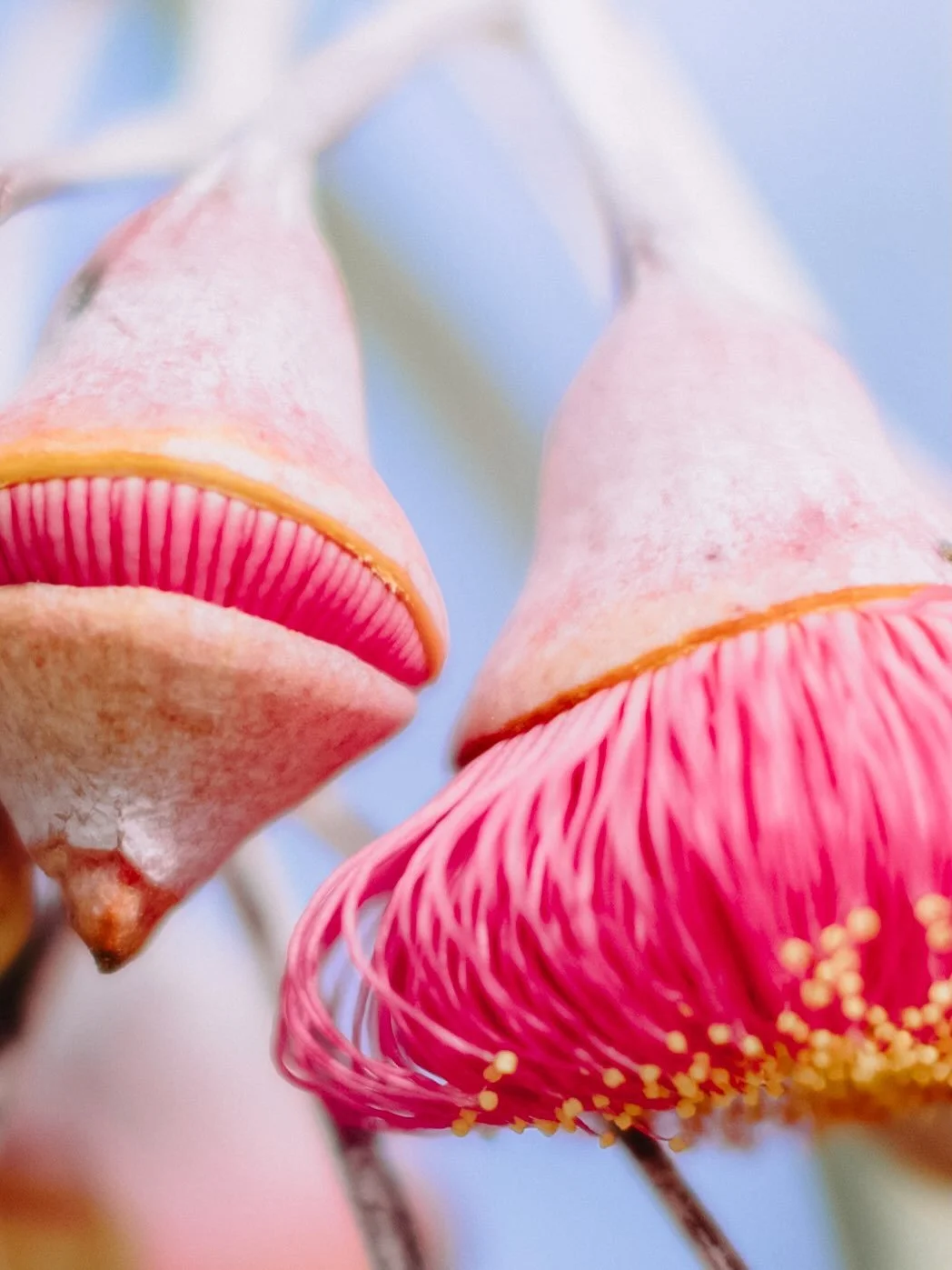 Little pops of spring incoming.. β¨πΏπΈ