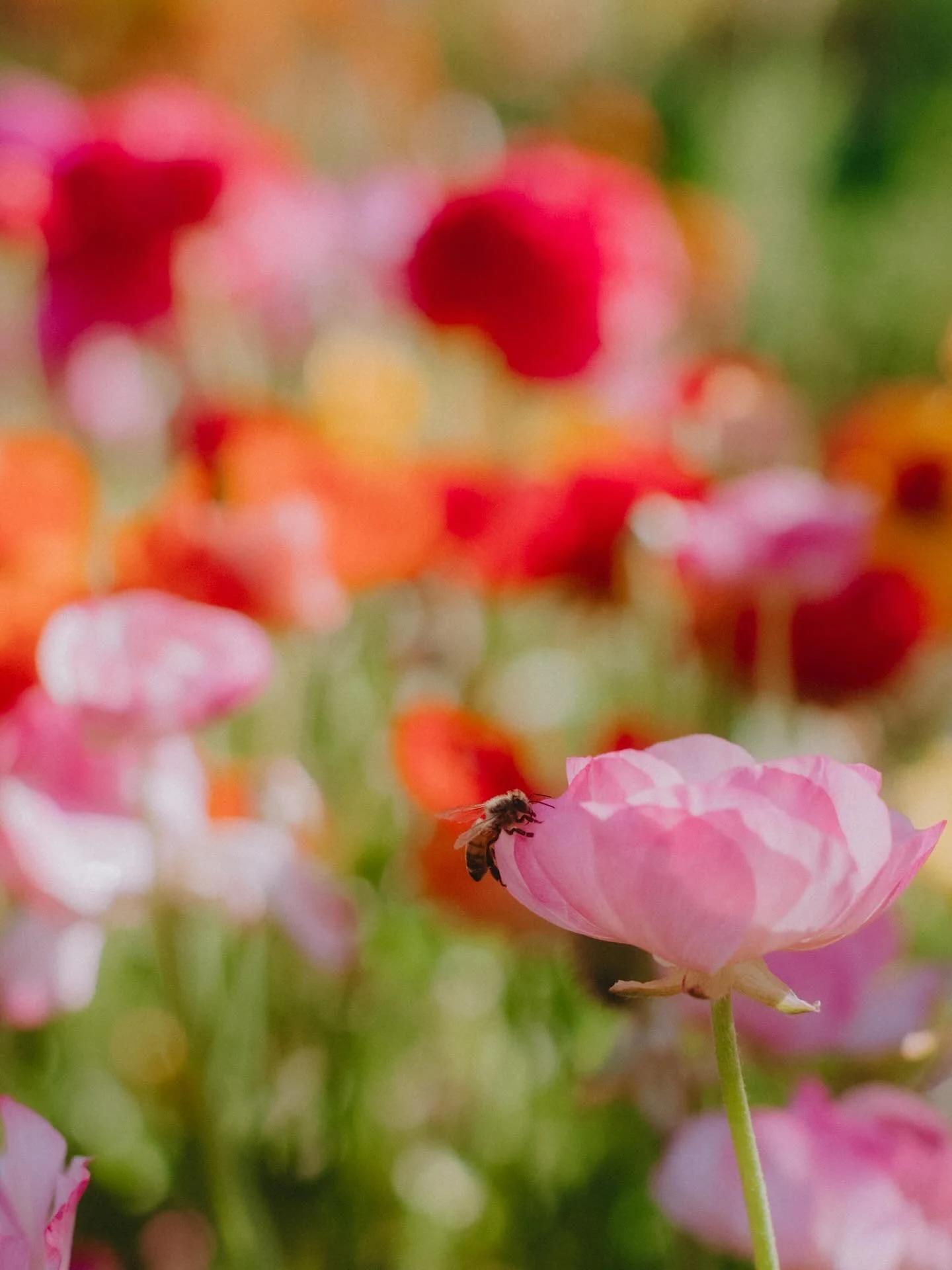 Spring and sunshine is where it’s at for my soul and my camera π₯Ήβ¨πΈπ (moments I also wish I had my film camera) πΈ