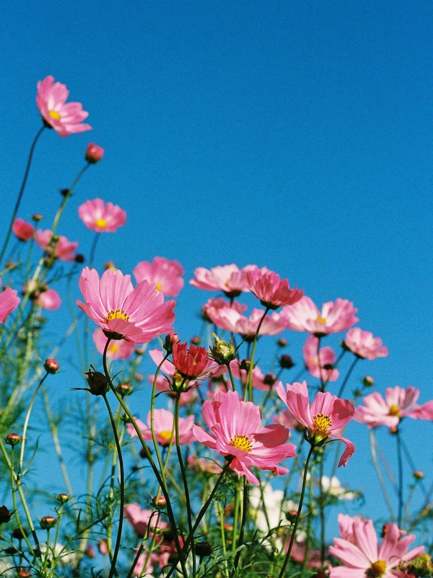 How did I forget about these film shots? 🎞️📸 KEEEEN for summer and creative shoots on film this year!