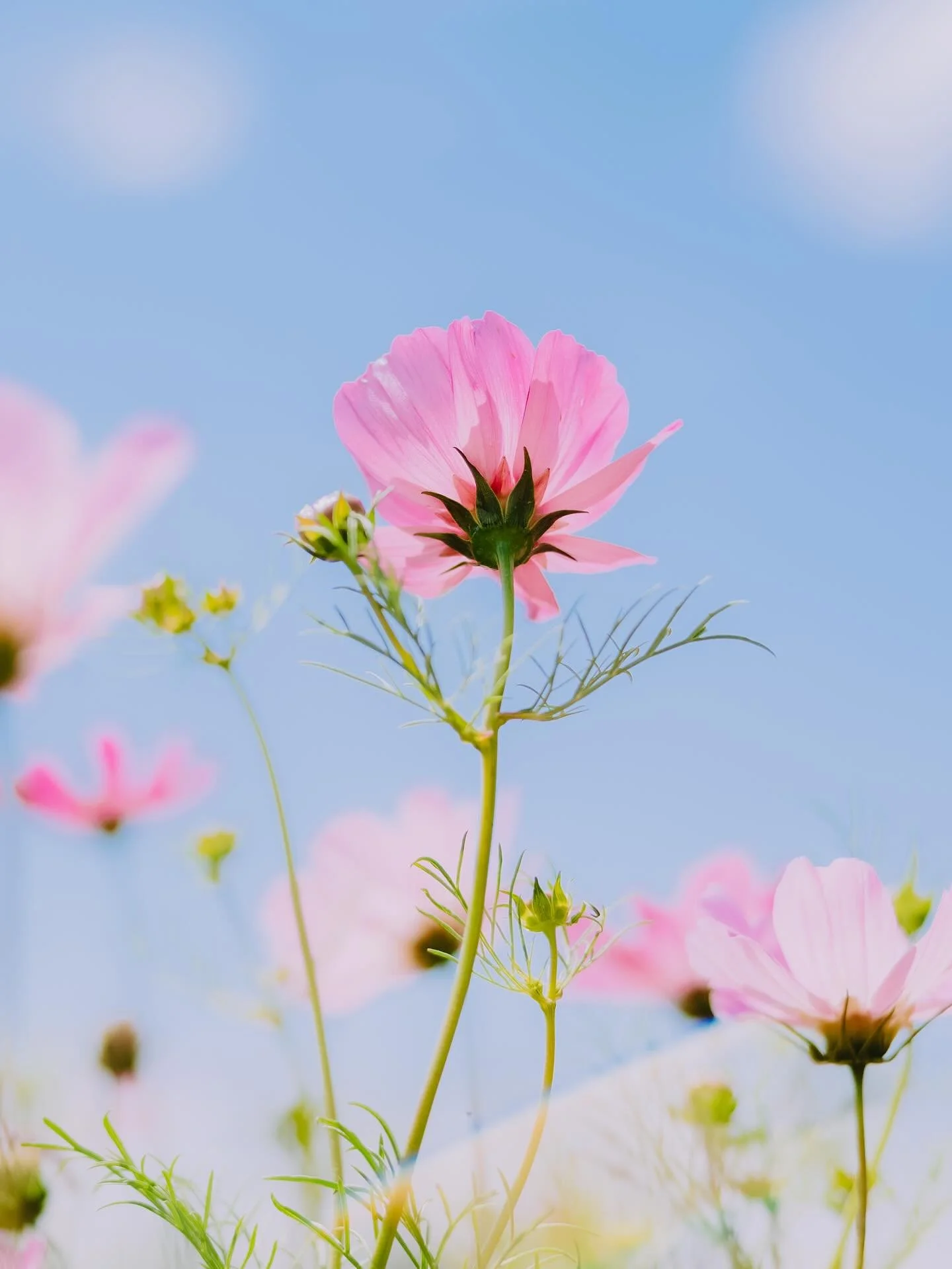 @sault_daylesford sprinkled by summer ✨
My favourite season here .. splashing colour and sunshine through all the moments 💕