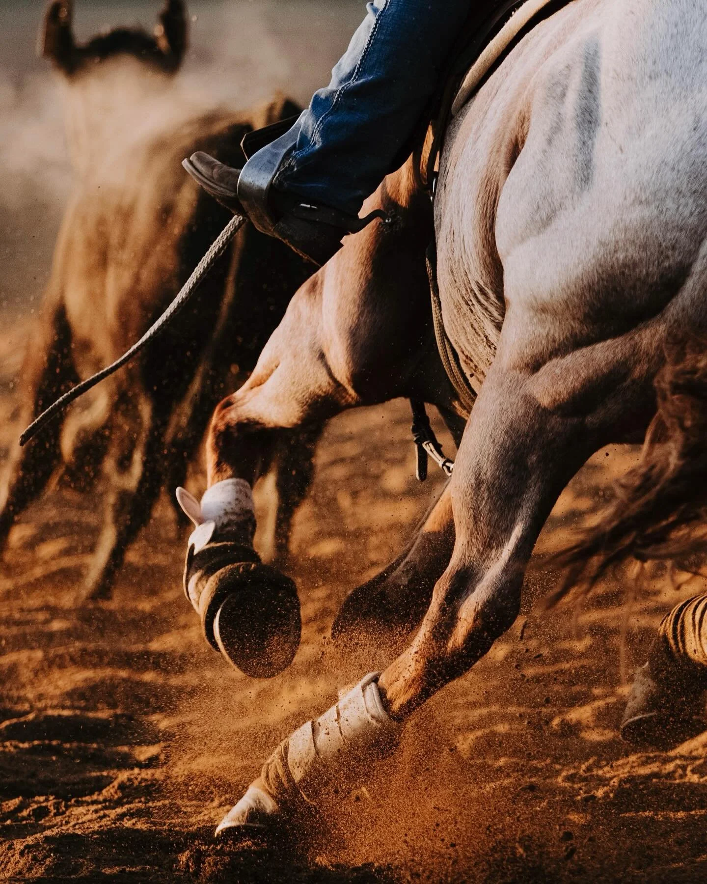Dense fog drifting in the crisp air, golden light dancing through where it could, and coffee on horseback.. small moments telling the story of Sunday mornings feature Campdraft. ✨🌾🐴🐮
Proudly sponsored by @intersales_au 

📸 Photo by @_chloesmithph