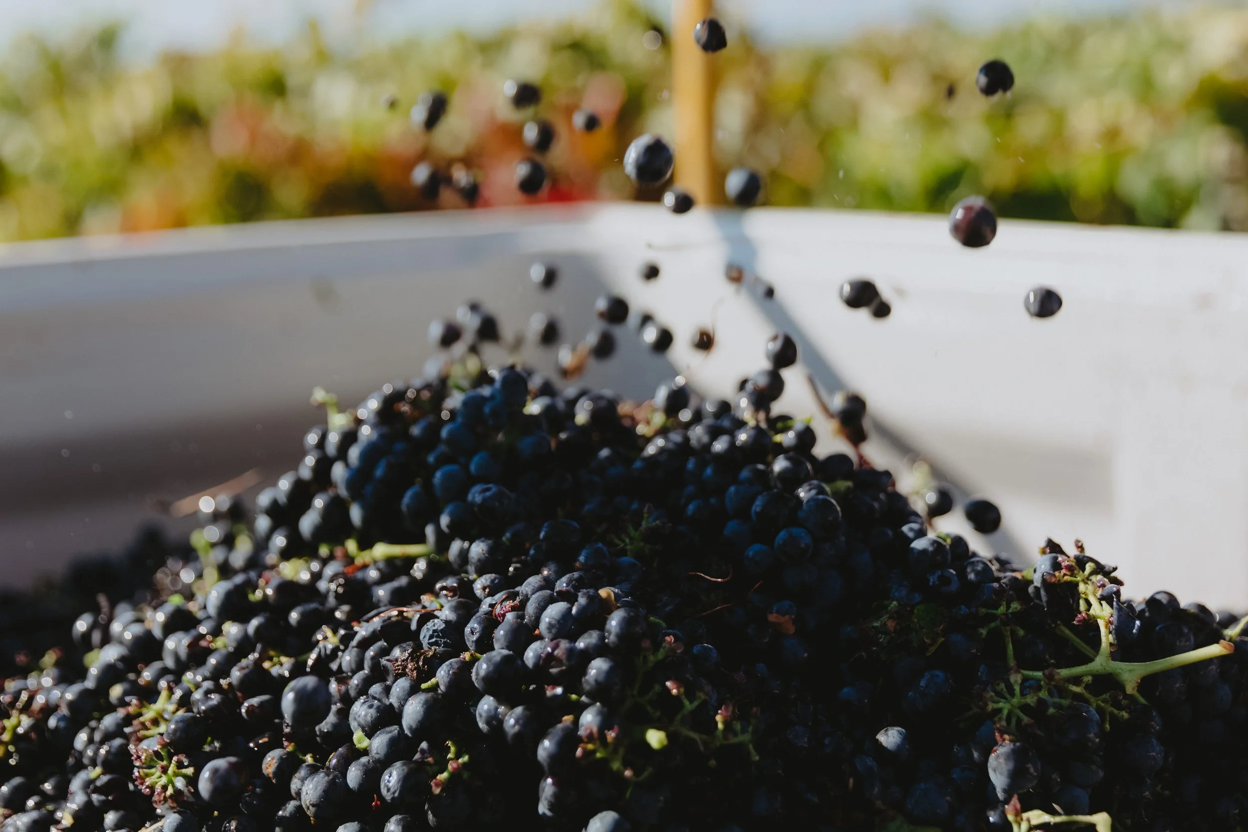 sandkaprilharvest_ChloeSmithPhotography_0138.jpg