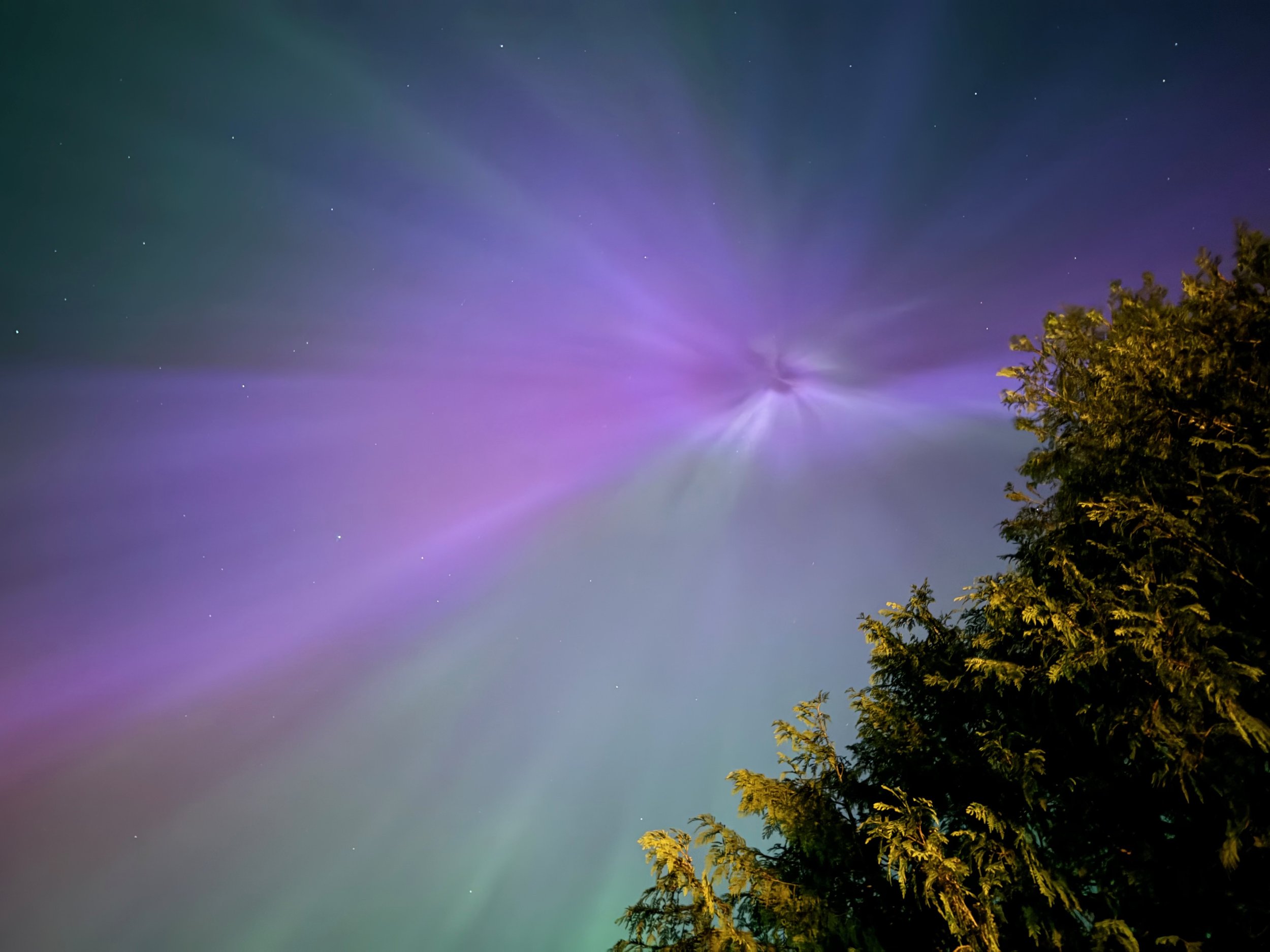 Picture of the Northern Lights (purple, blue, and green aurora) eminating from a central point in the night sky with the ends of cedar boughs in the foreground.