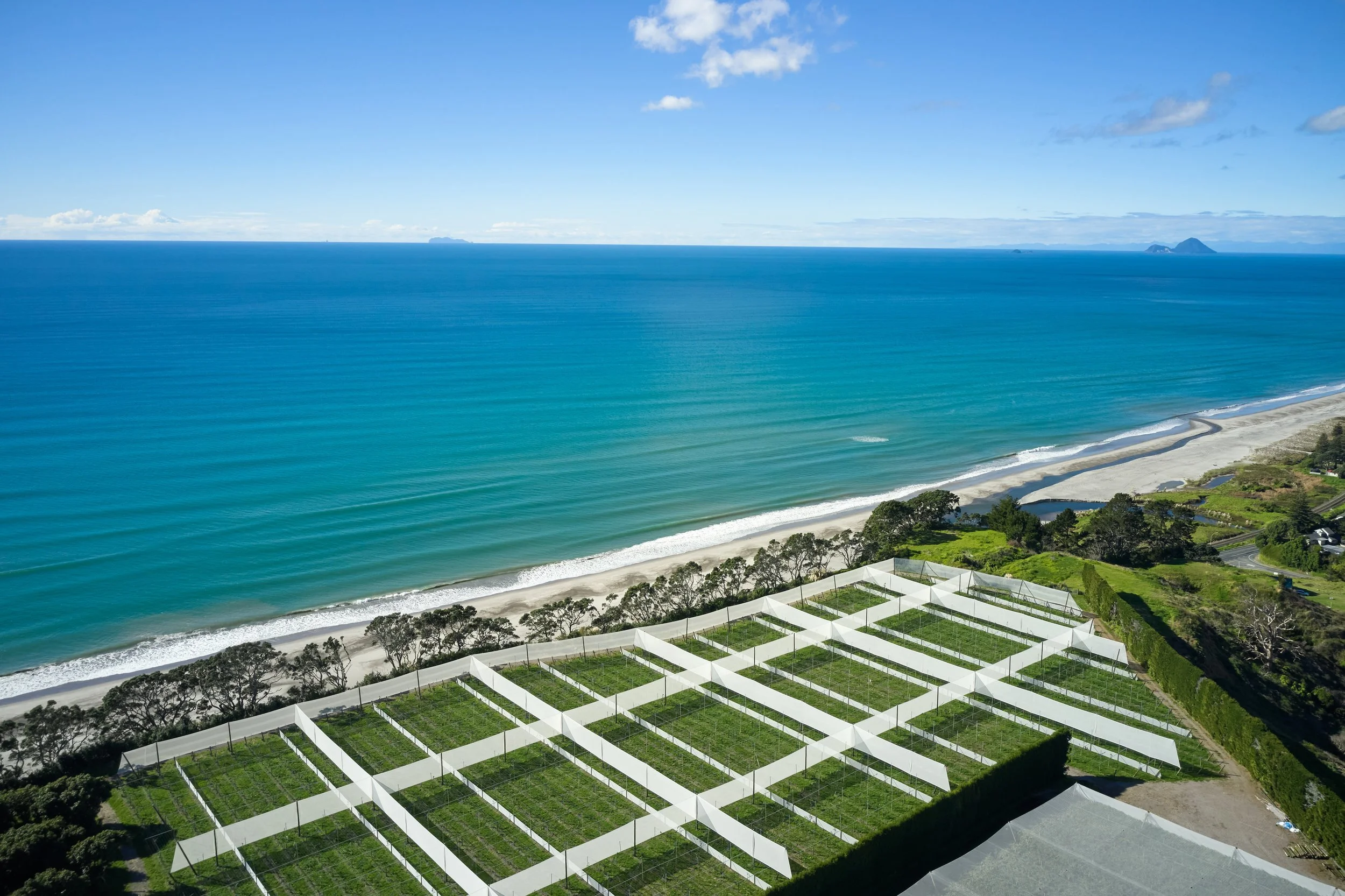 Orchard Development | Hauani Maori Lands Trust