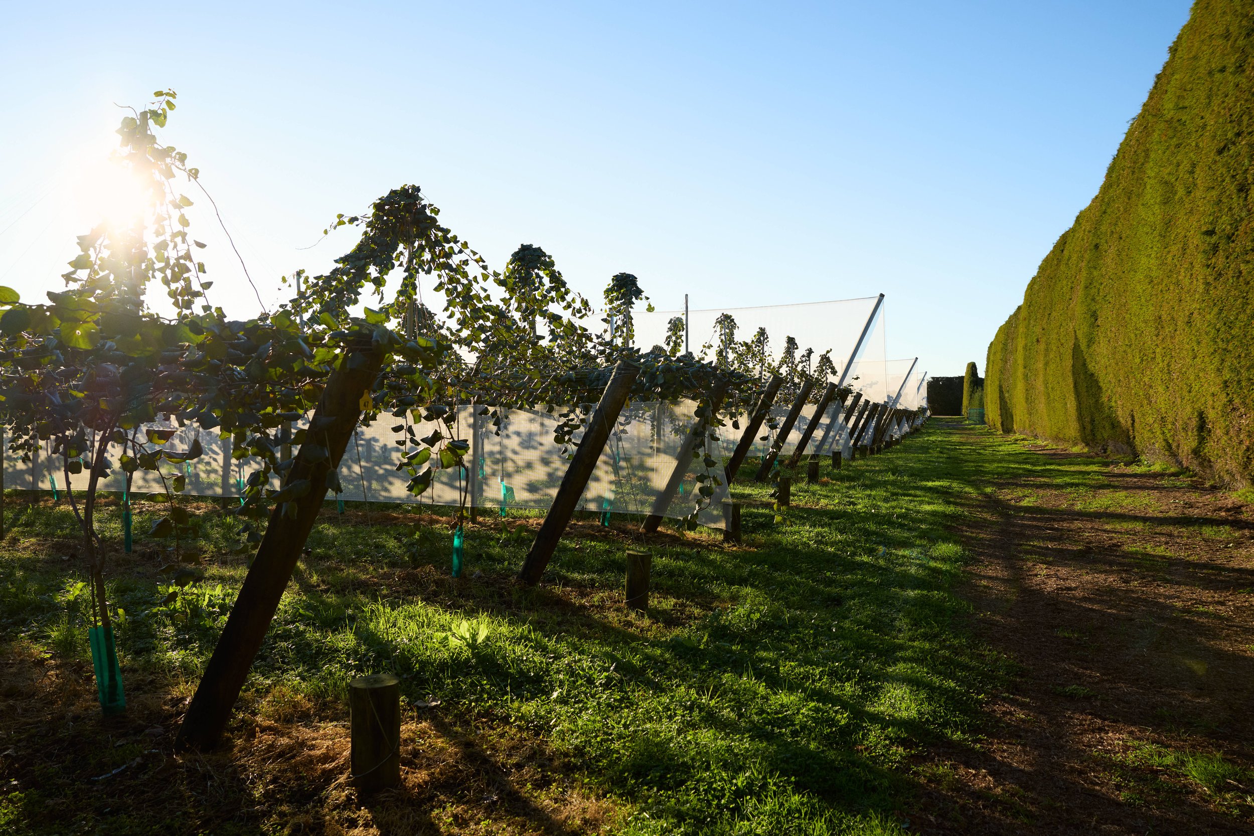 Avocado Conversion | Valencia Orchard