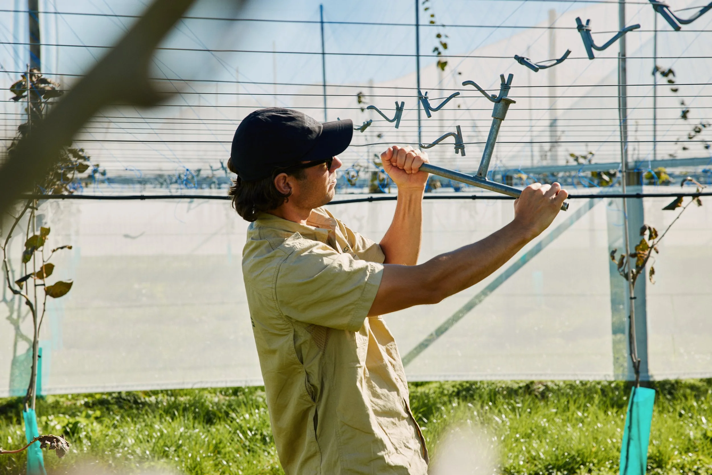 A man with dark hair, wearing a beige shirt, glasses, and a black hat, is picking grapevines in a greenhouse with sunlight shining through the glass, using a pruning tool.