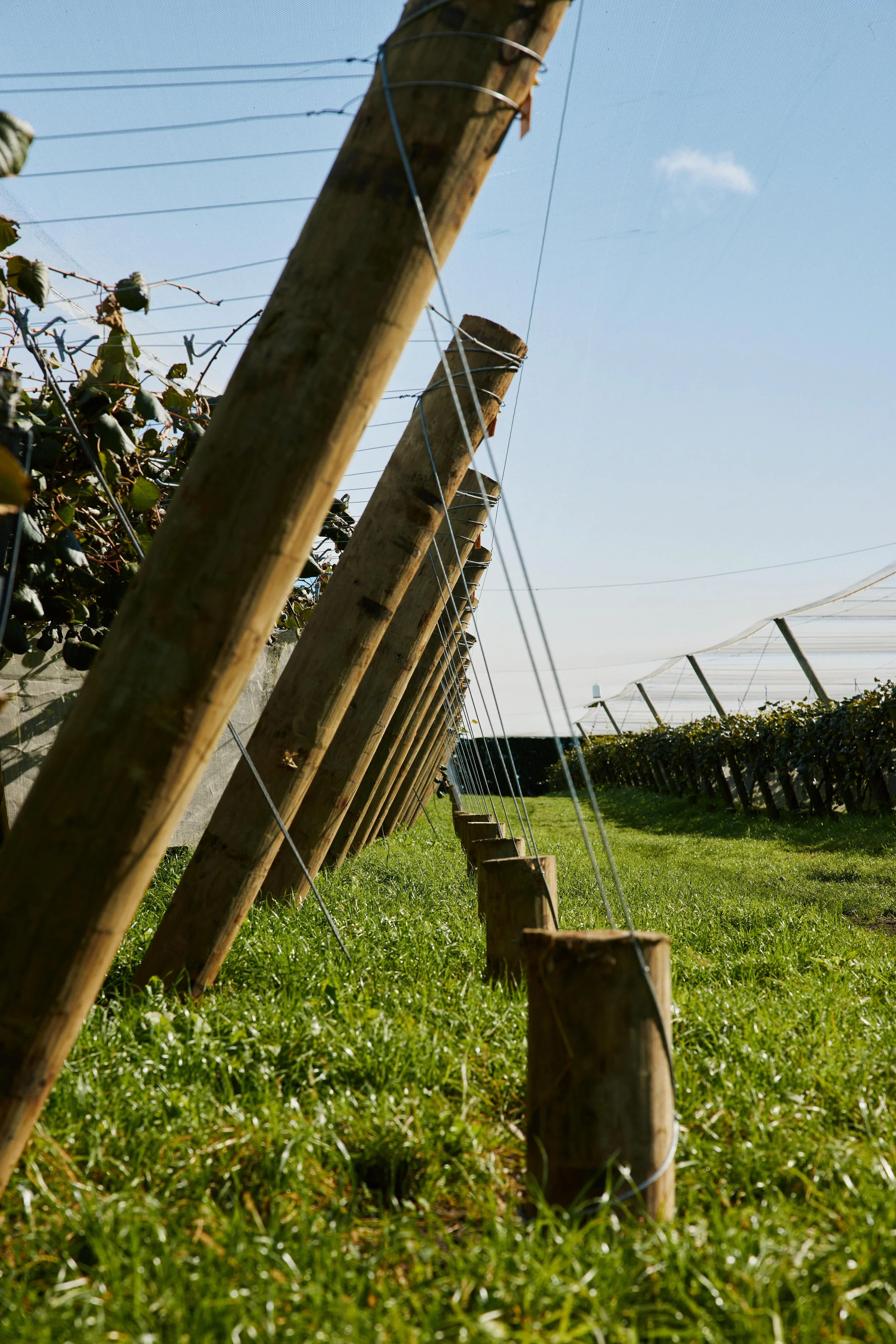 Wooden posts with wires called an end assembly in a kiwifruit orchard 