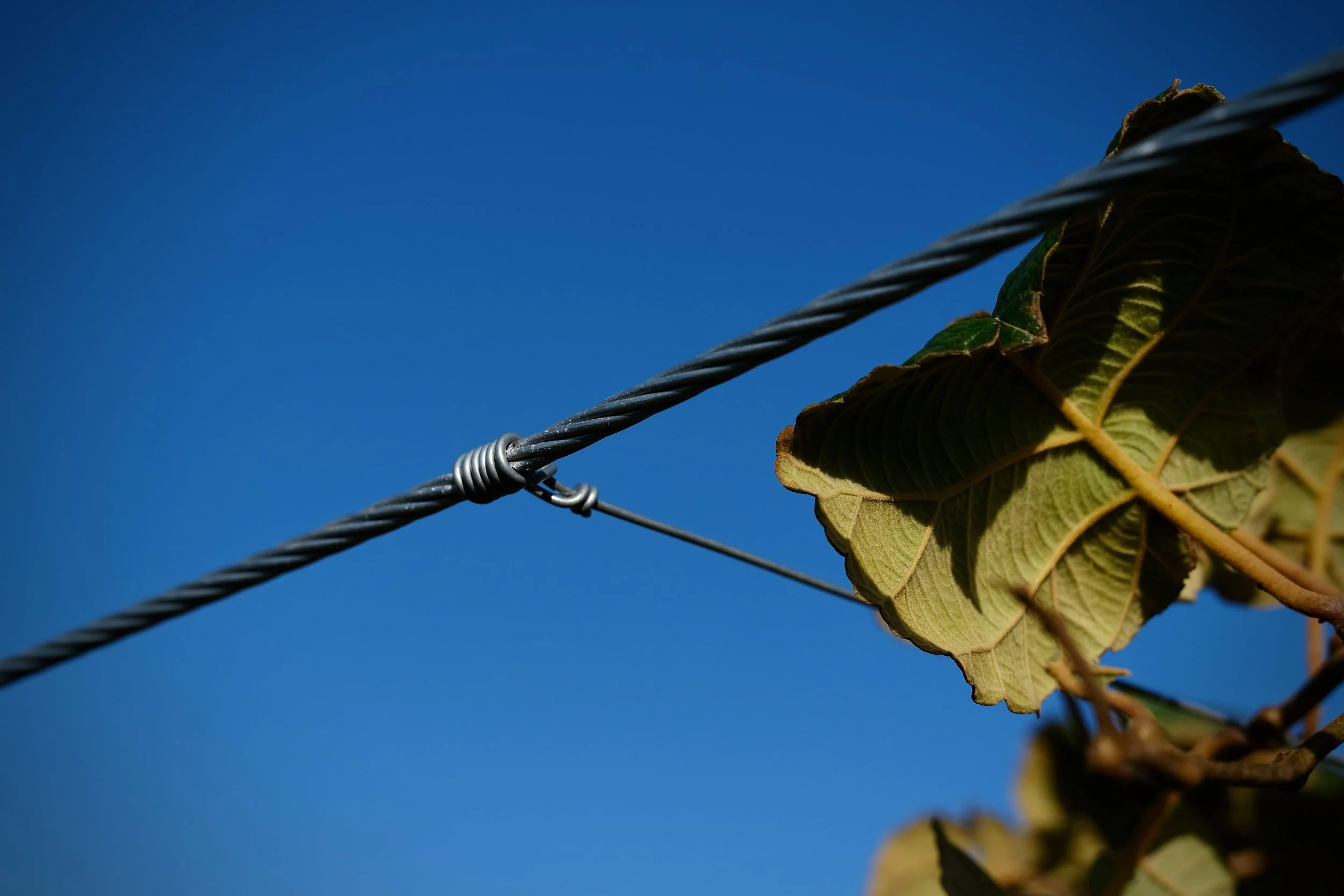 Close-up of a leaf caught on a twisting wire against a clear blue sky.