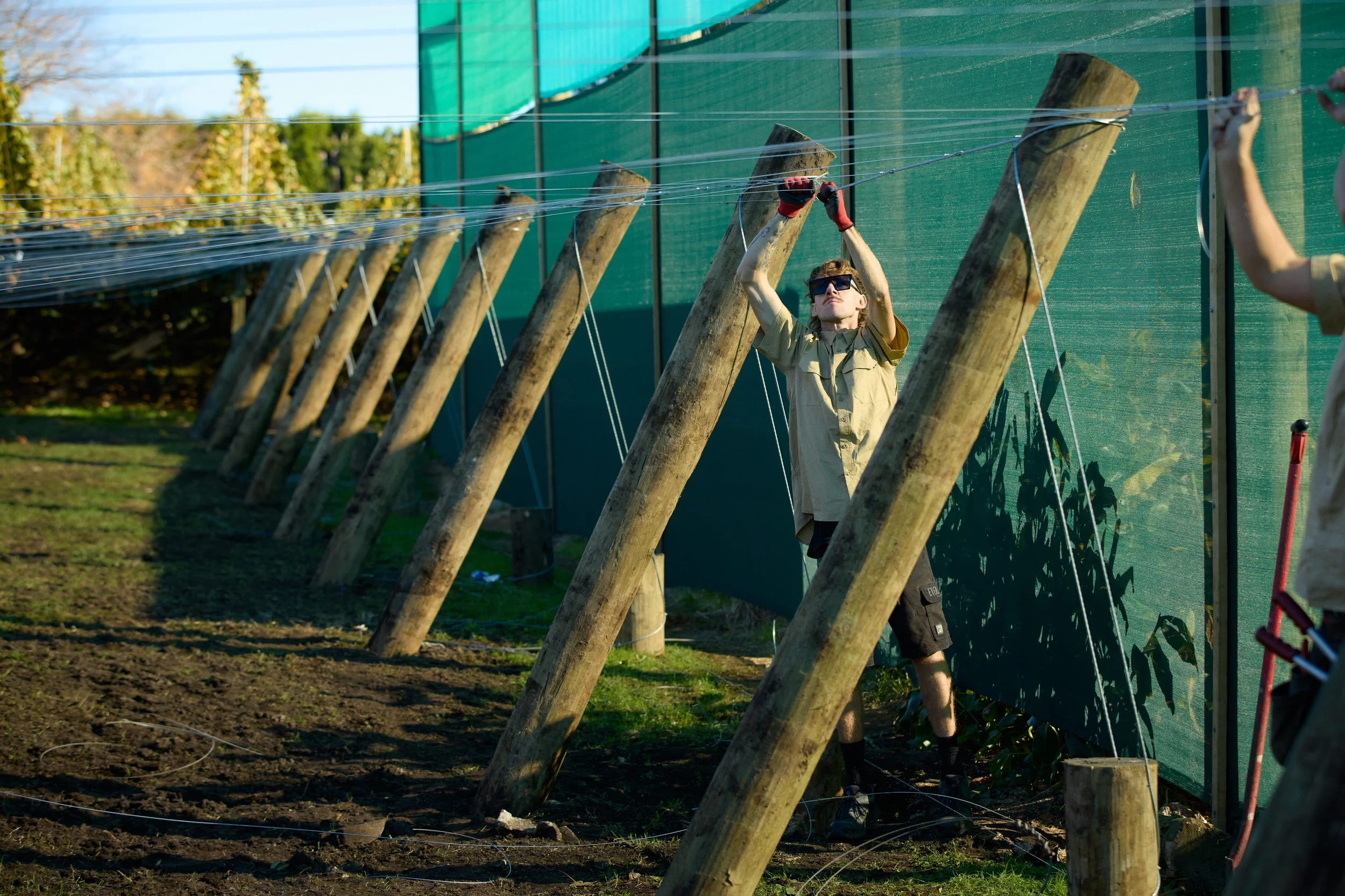 A person with short hair, wearing sunglasses, a beige shirt, and gloves, working on a vineyard or farm, secured to wooden posts and wires, with a green shade cloth in the background during daytime.