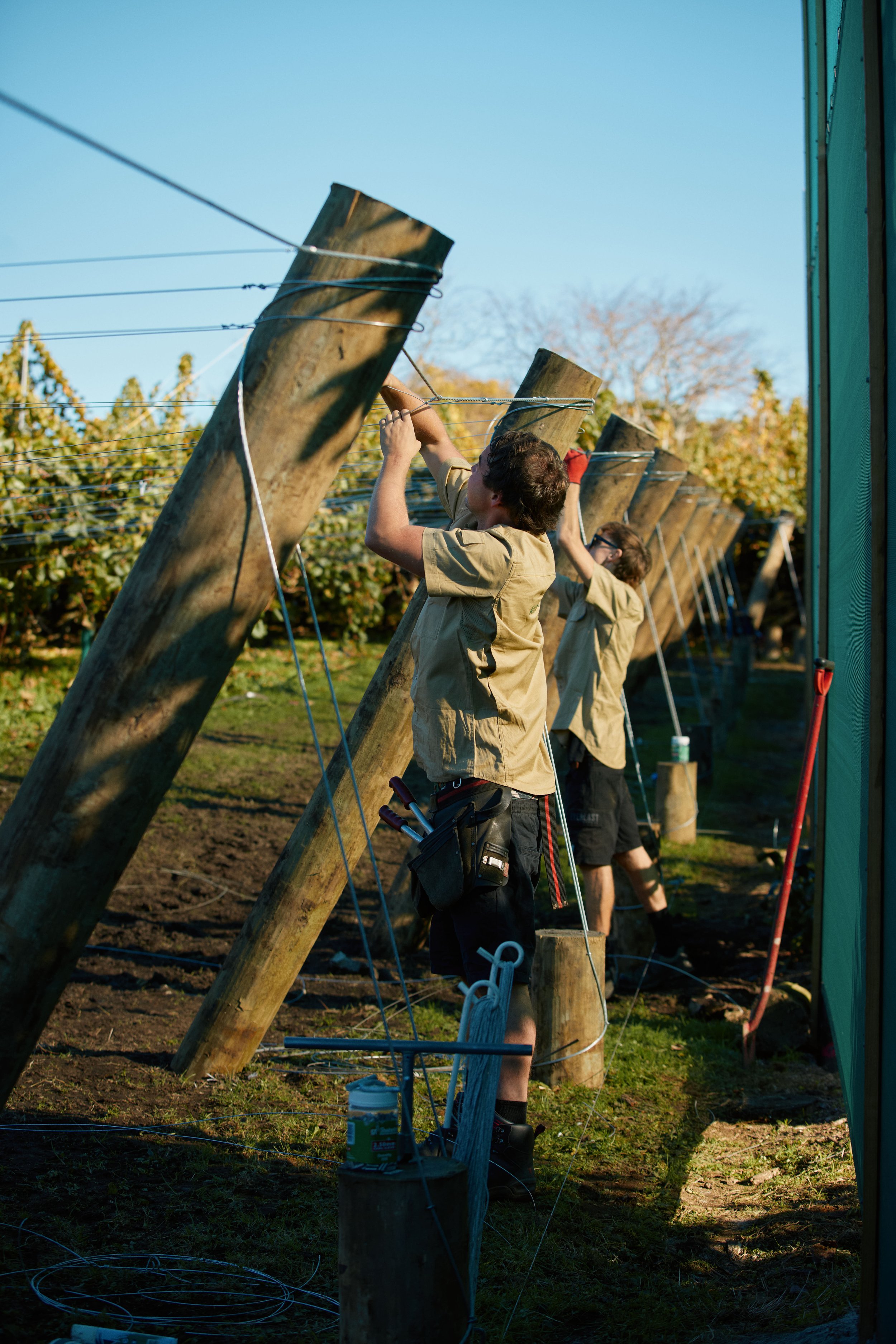 People working on outdoor electrical wiring on wooden poles, possibly in a vineyard during daylight.