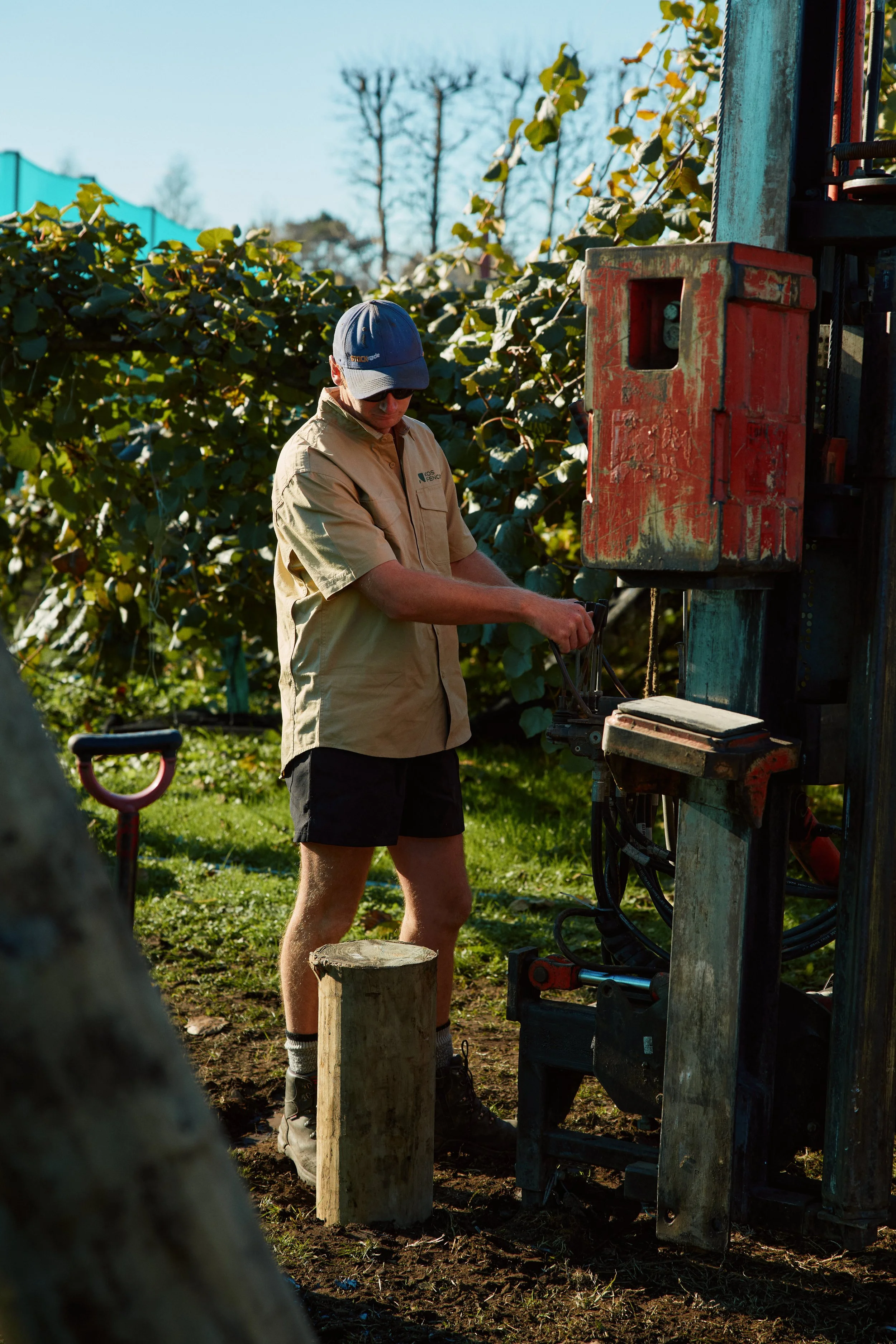 kos fencing employee is operating a post hole rammer on a sunny day, in a kiwifruit orchard.
