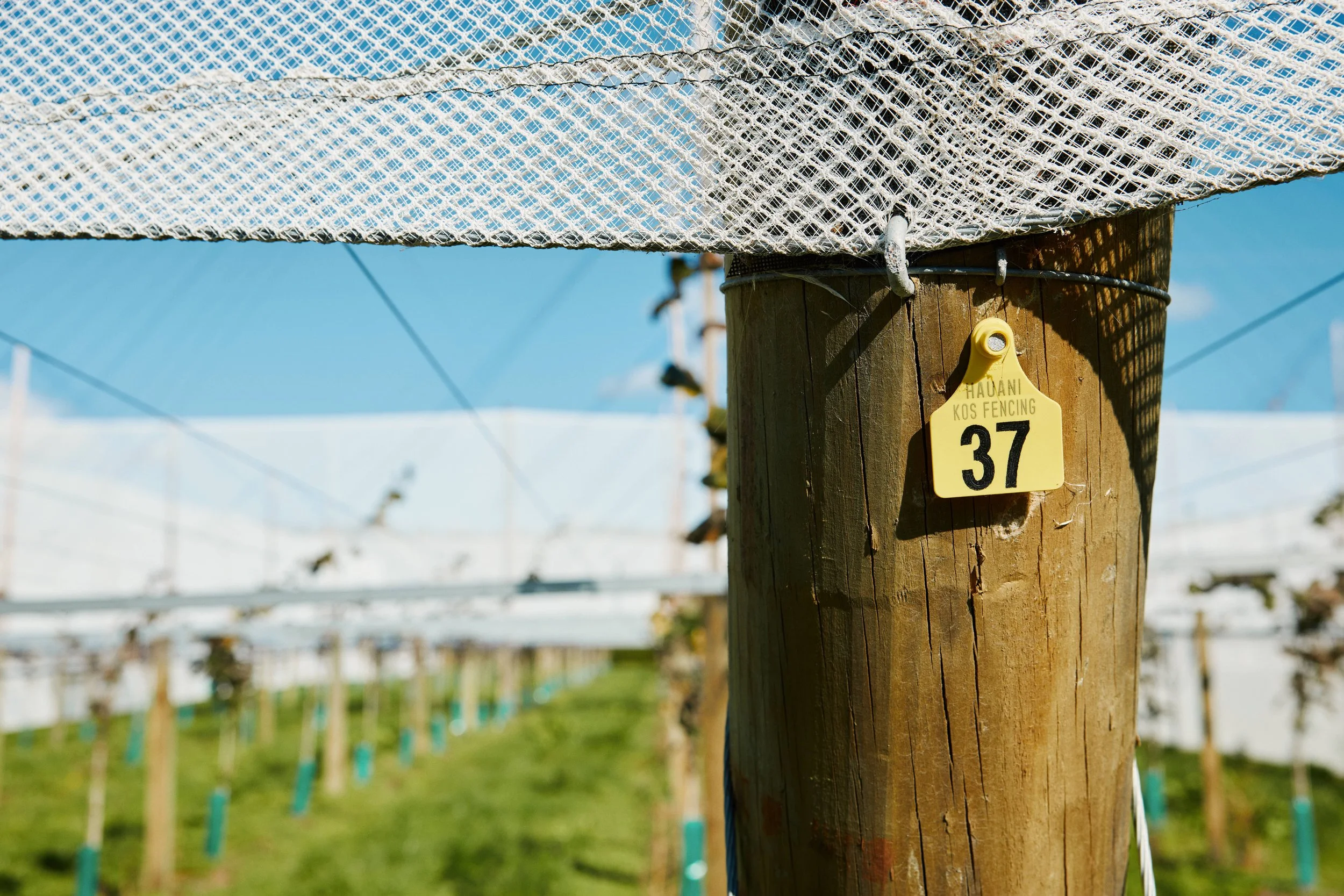 Close-up of a wooden orchard post with a yellow tags that reads 'HAUANI KOS FENCING 37'. In the background, there are rows of young trees supported by blue ties in an orchard, under a clear blue sky.